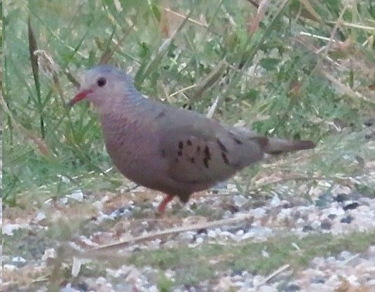 A small bird with a red beak is standing in the grass.