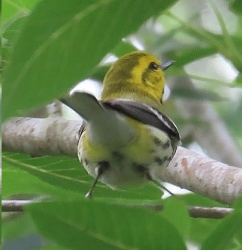 A small yellow and black bird perched on a tree branch.
