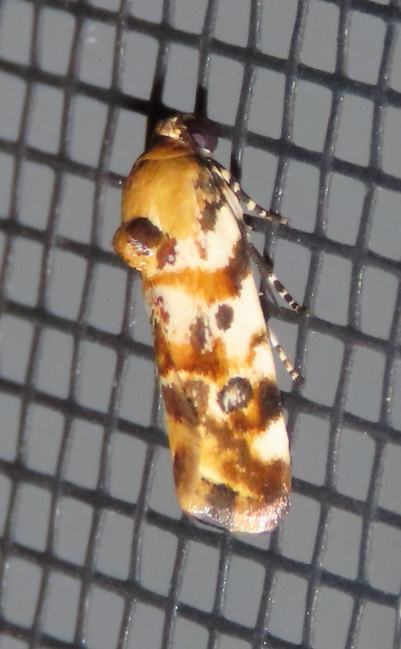 A close up of a moth on a screen