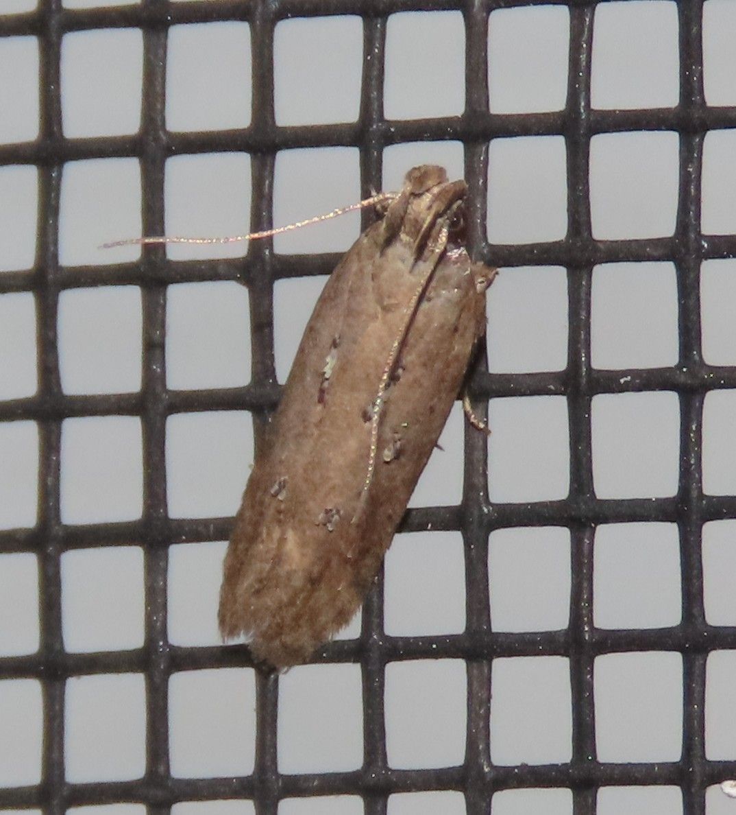 A close up of a moth on a screen