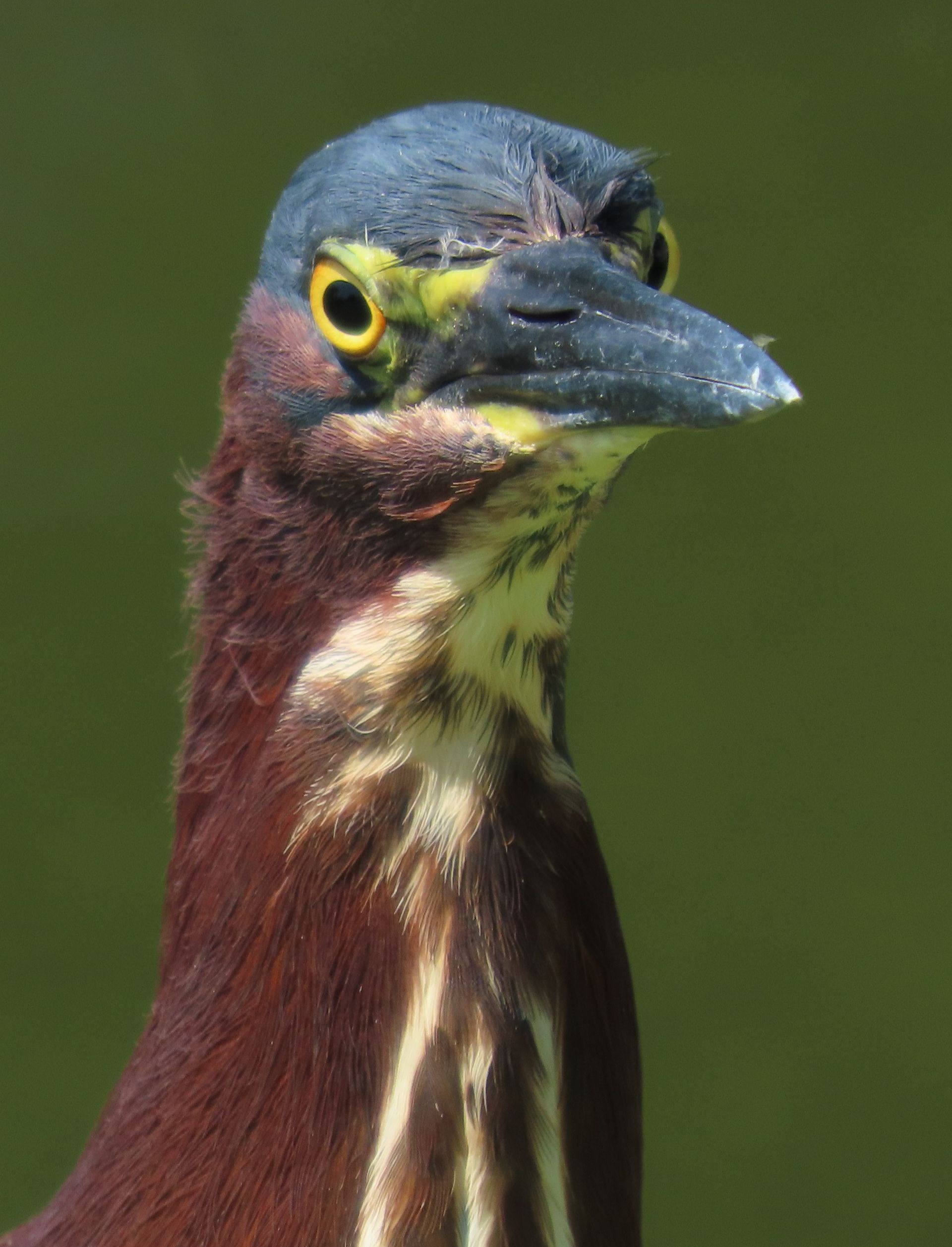 A close up of a bird 's head with a long beak