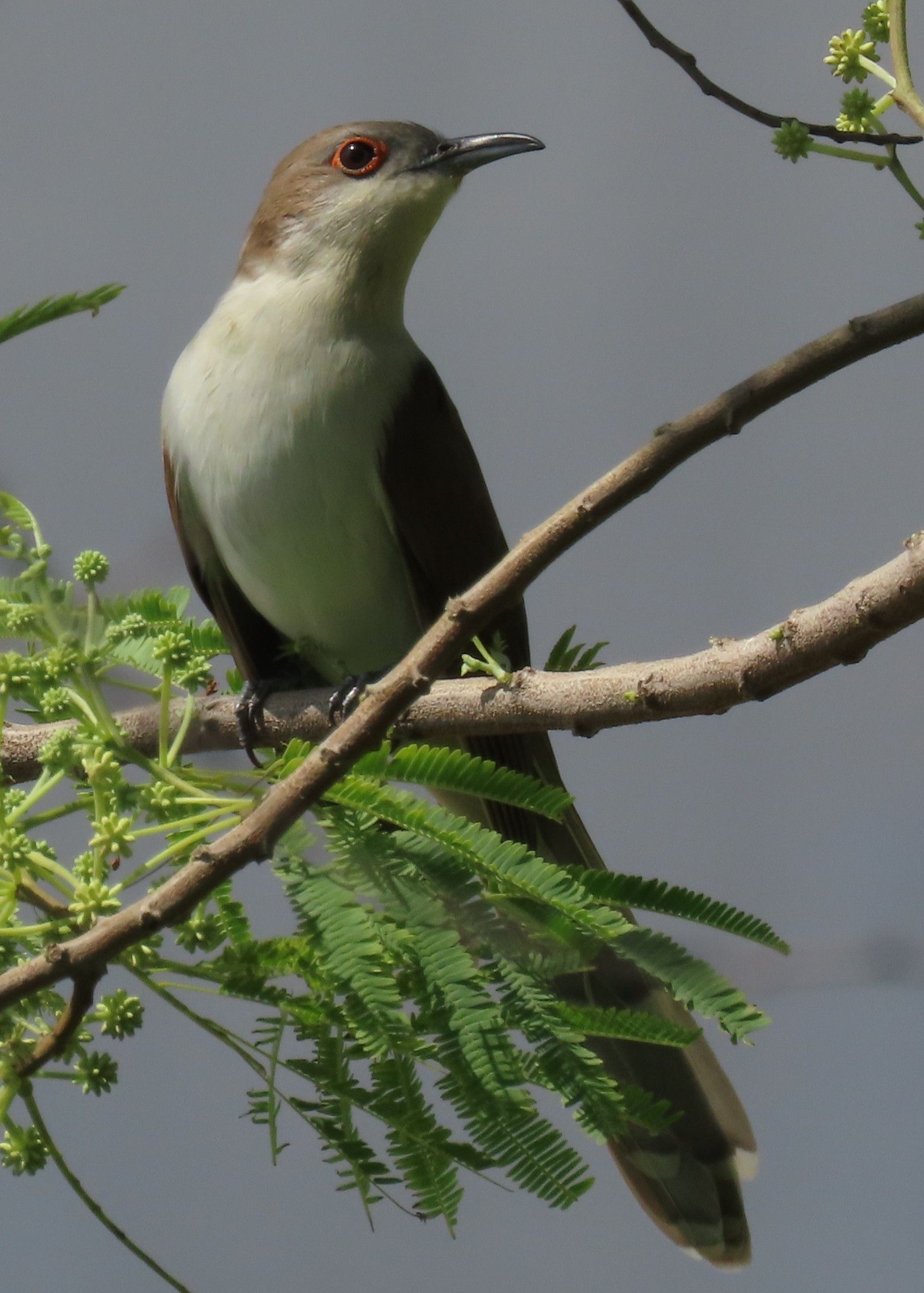 A brown and white bird perched on a tree branch