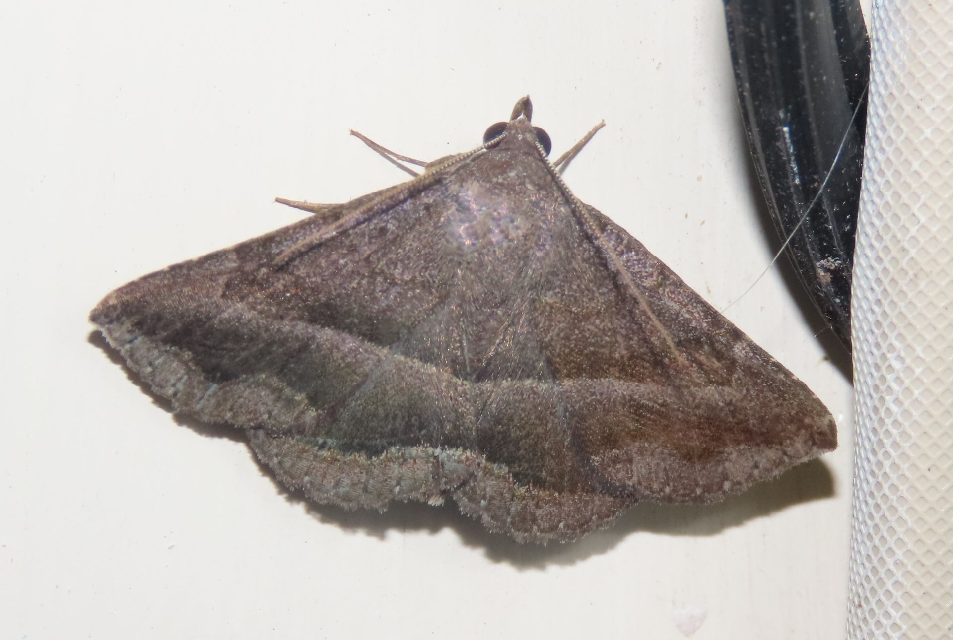 A moth is sitting on a white surface next to a black object.