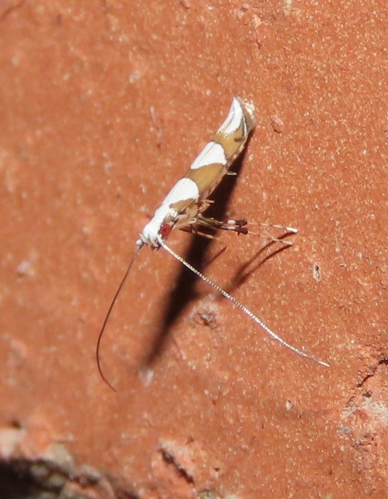 A brown and white bug is sitting on a brick wall
