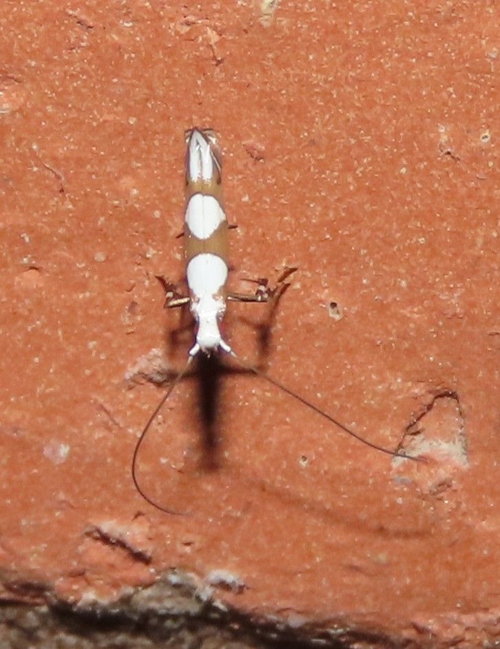 A brown and white bug is sitting on a red brick wall.
