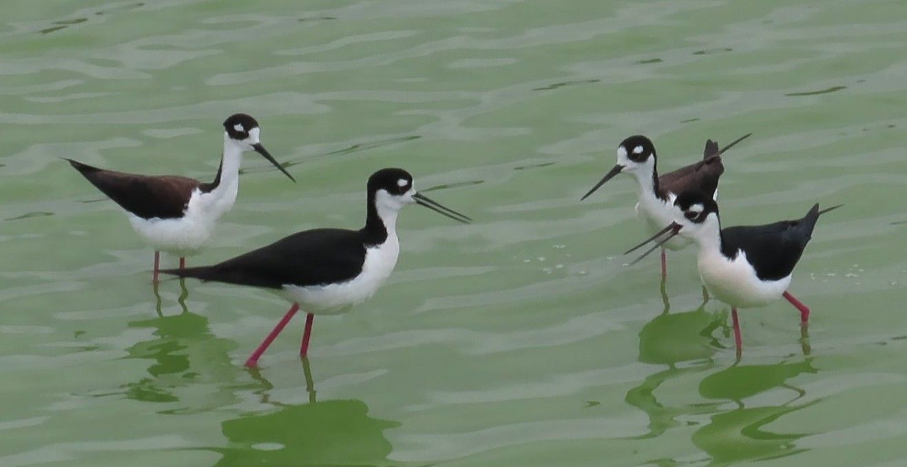 Three black and white birds are standing in the water.