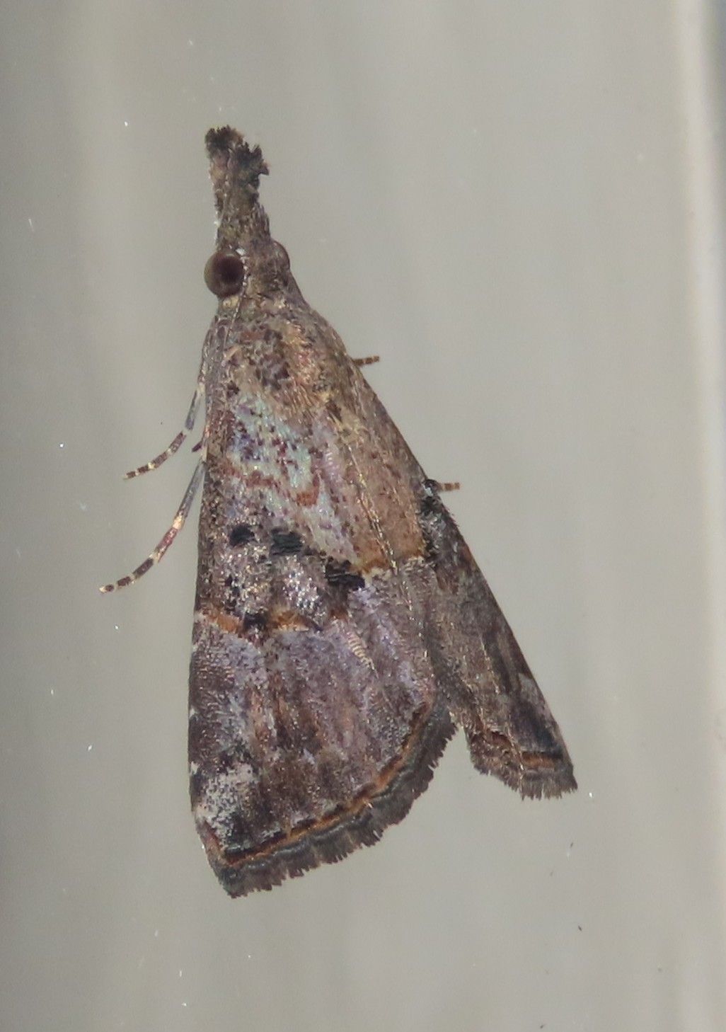A moth is sitting on a white surface.