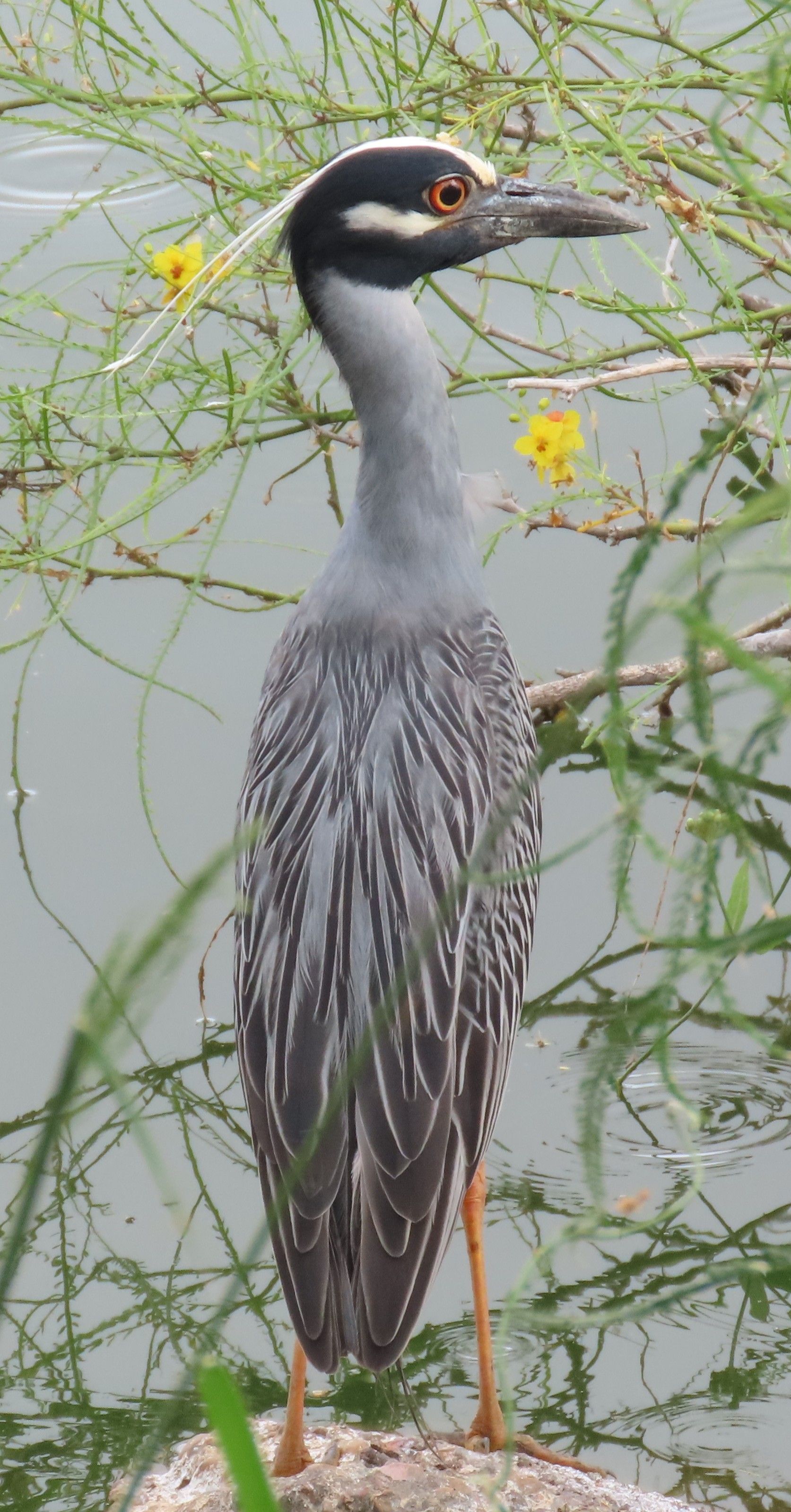 A bird is standing on a rock near a body of water.