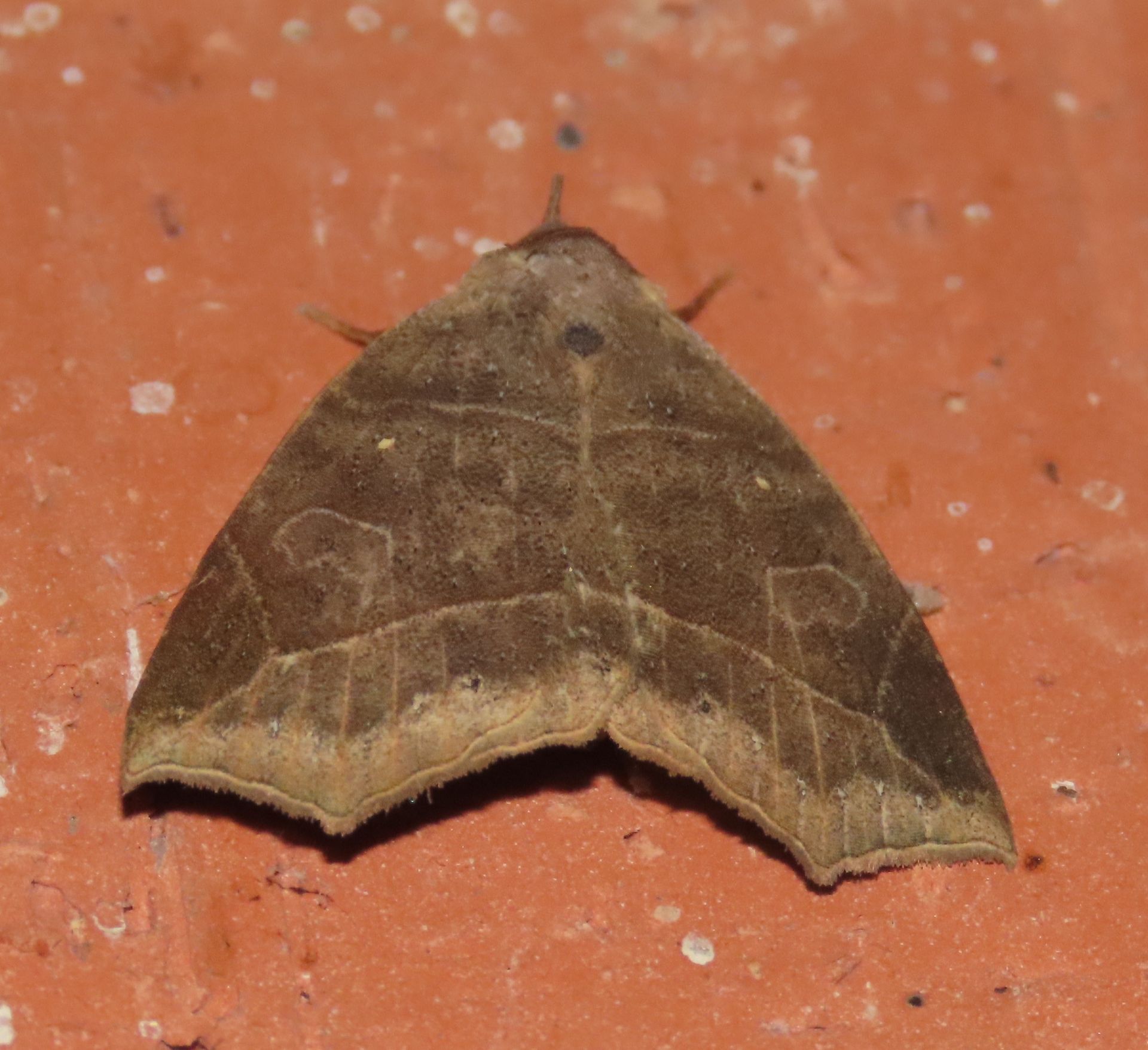 A brown moth is sitting on a red surface