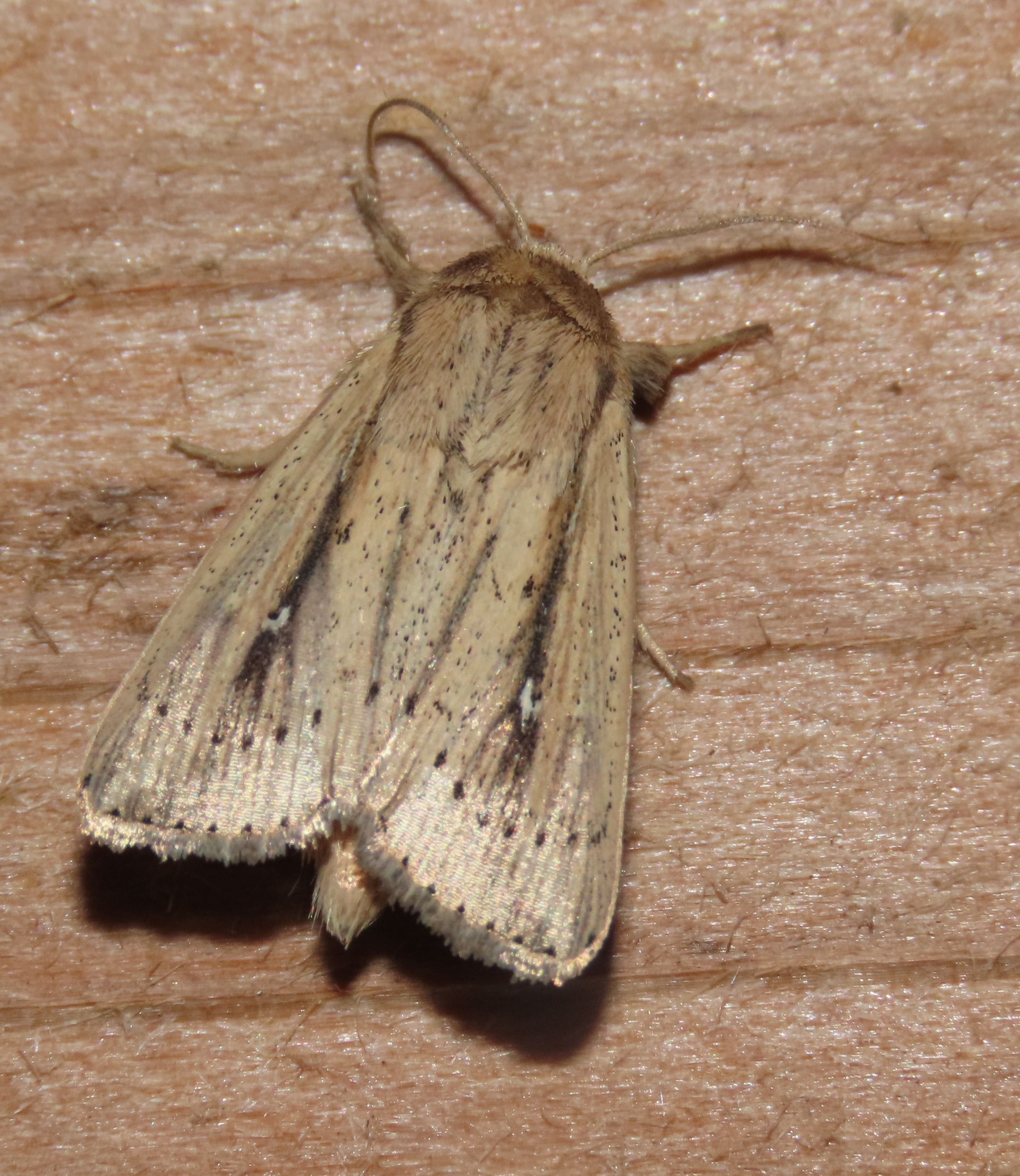 A moth is sitting on a wooden surface.