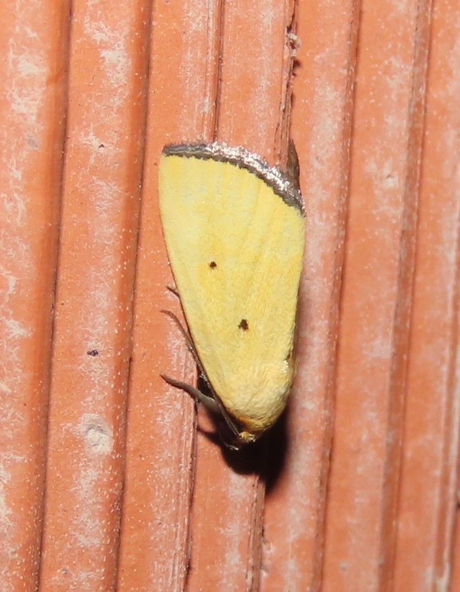 A yellow moth is sitting on a brick wall.
