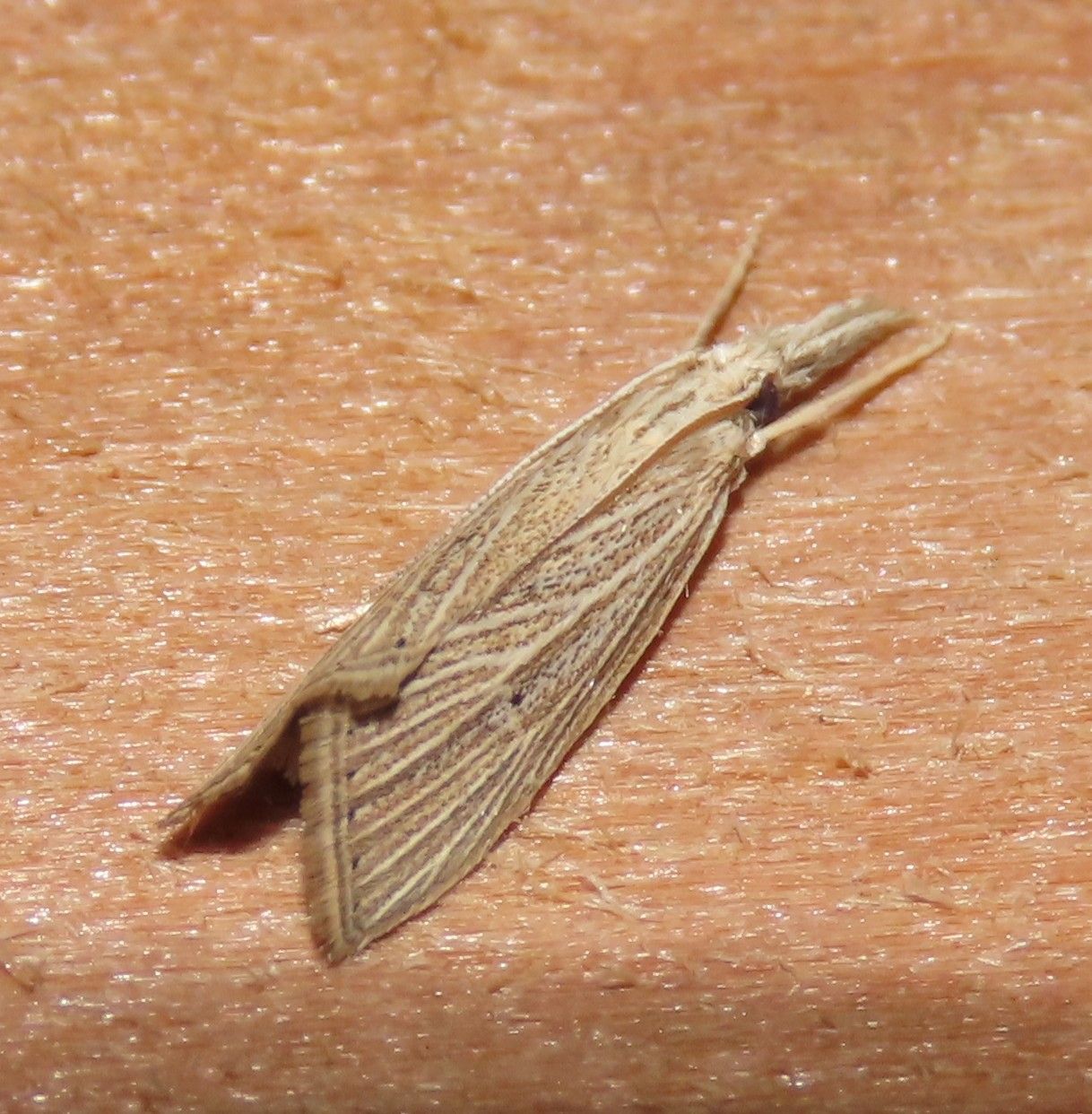 A small moth is sitting on a person 's skin.