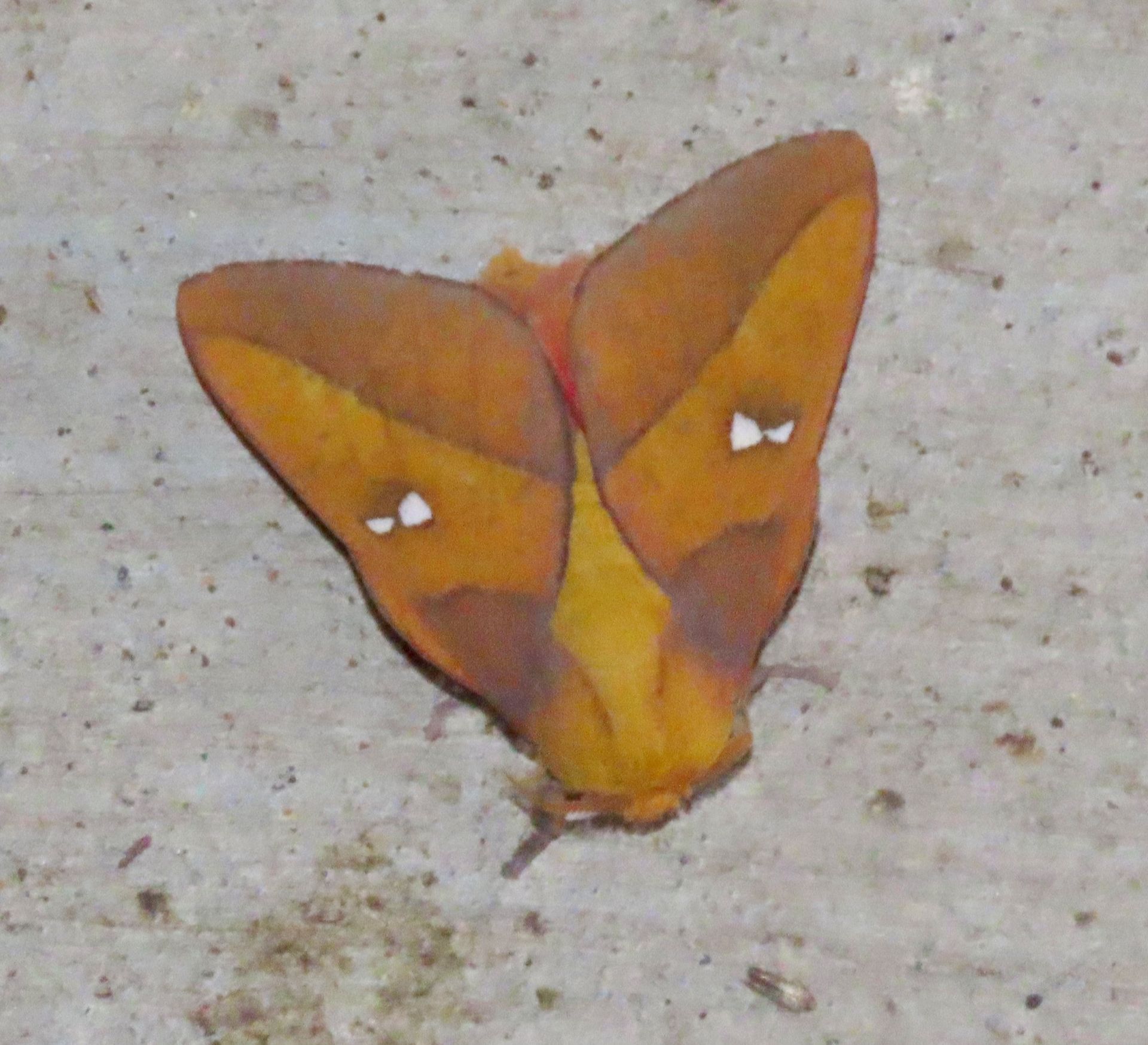 A close up of a moth on a concrete surface