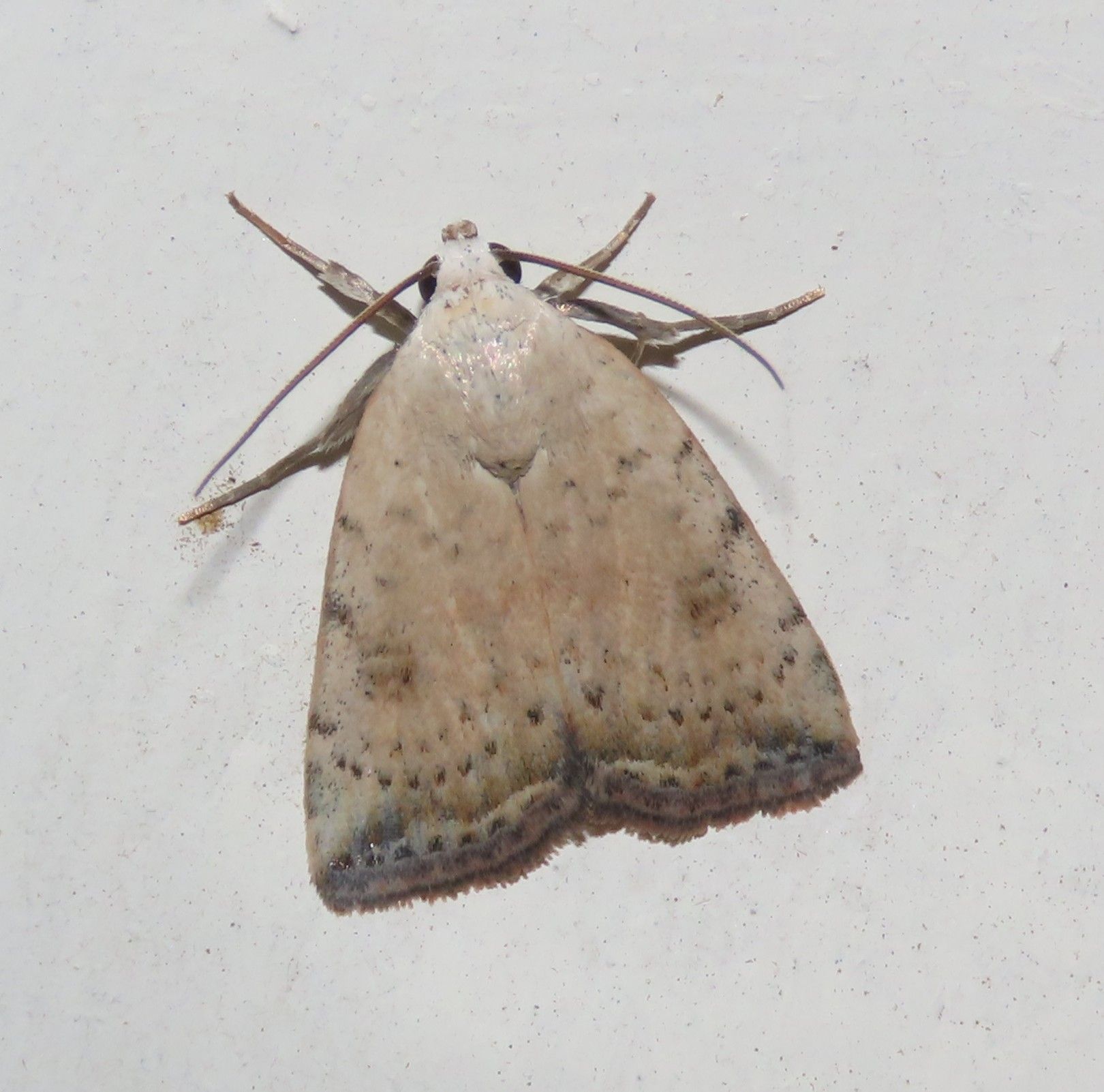 A close up of a moth on a white surface