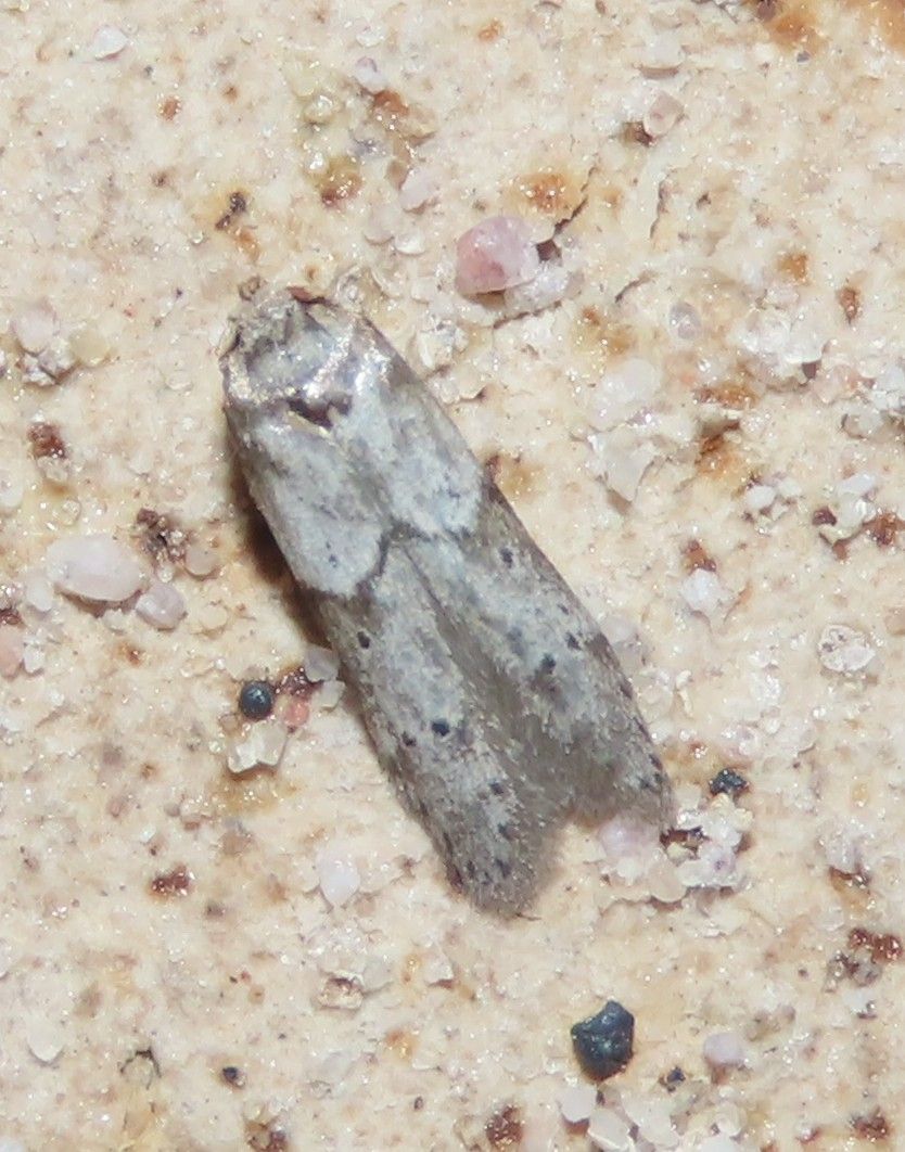 A small moth is sitting on a sandy surface.