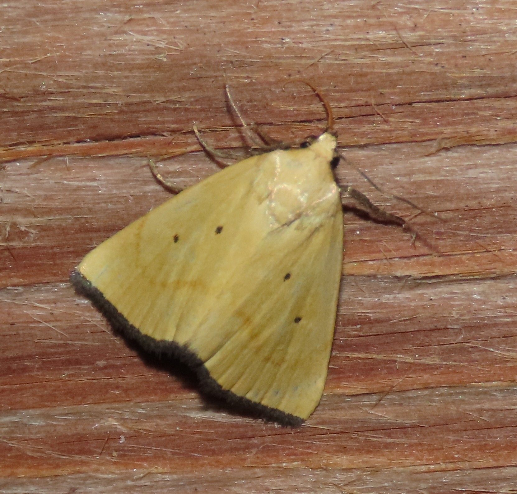 A yellow moth is sitting on a wooden surface