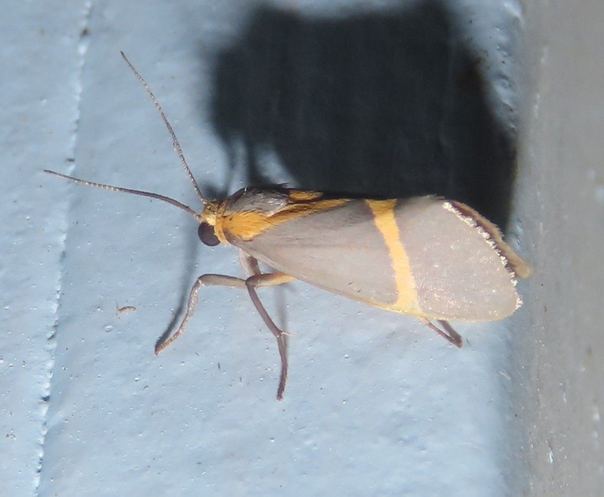 Less Common Moths