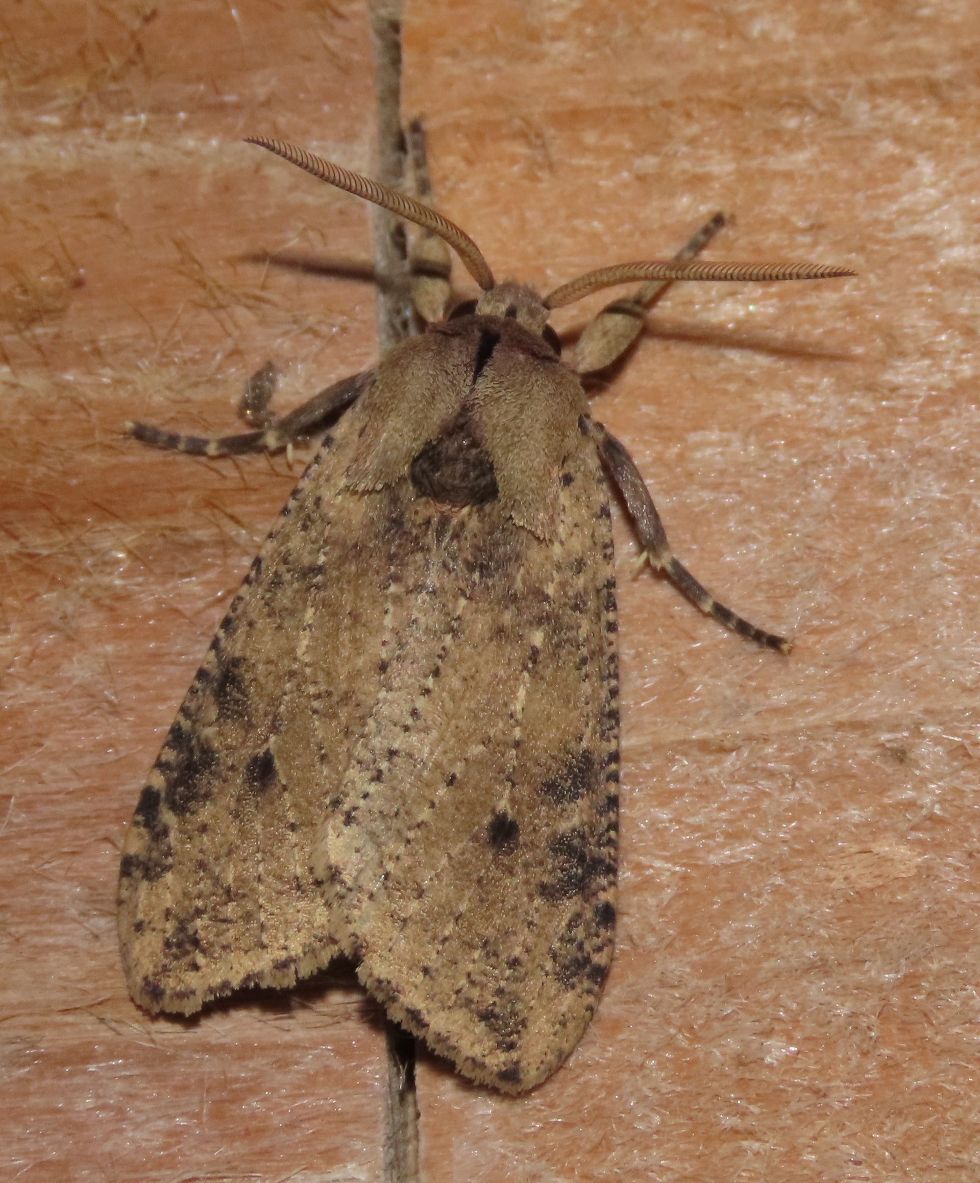 A moth is sitting on a stick on a wooden surface.