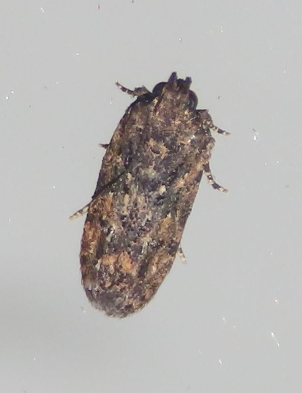 A small brown moth is sitting on a white surface.