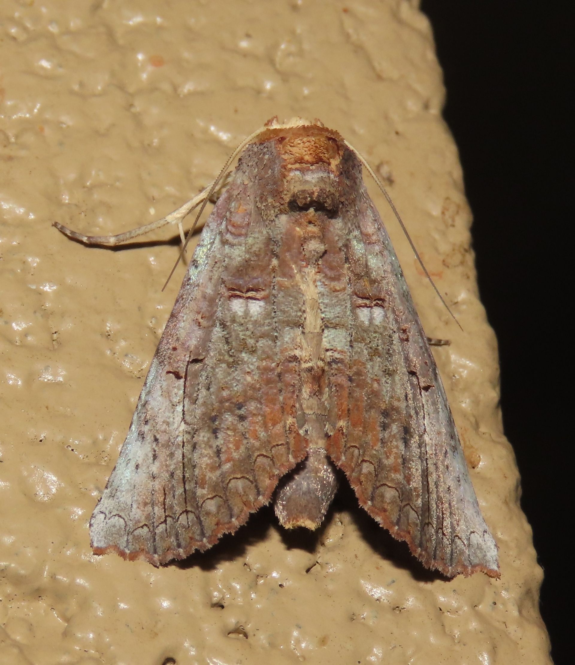 A moth is sitting on a concrete surface.