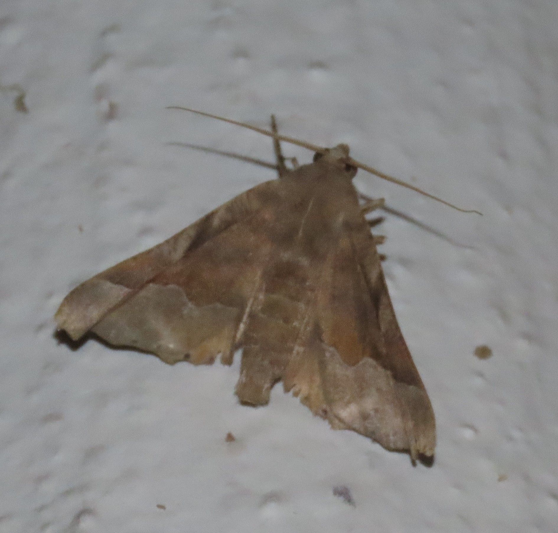 A brown moth is sitting on a white surface