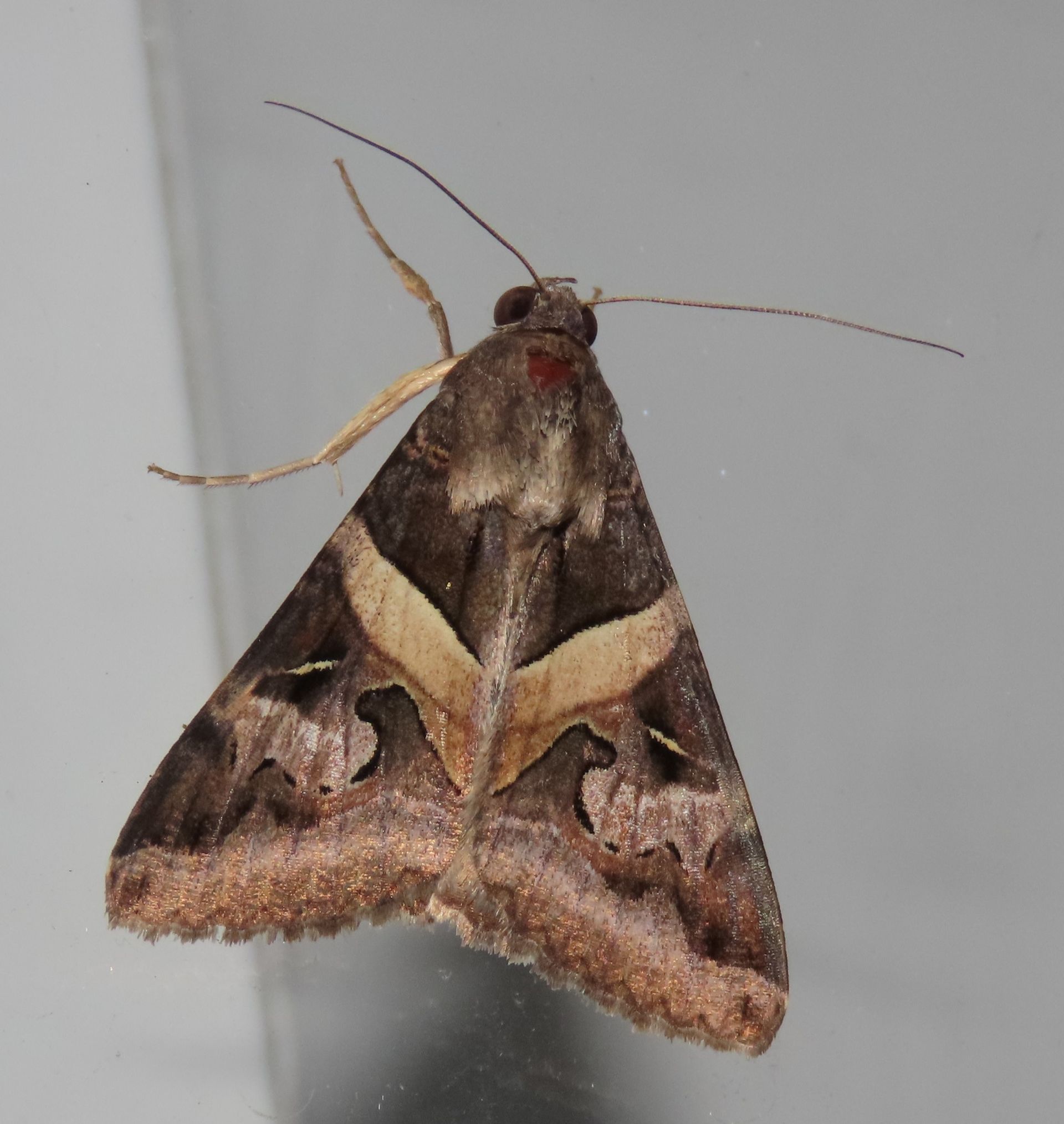 A brown moth is sitting on a gray surface