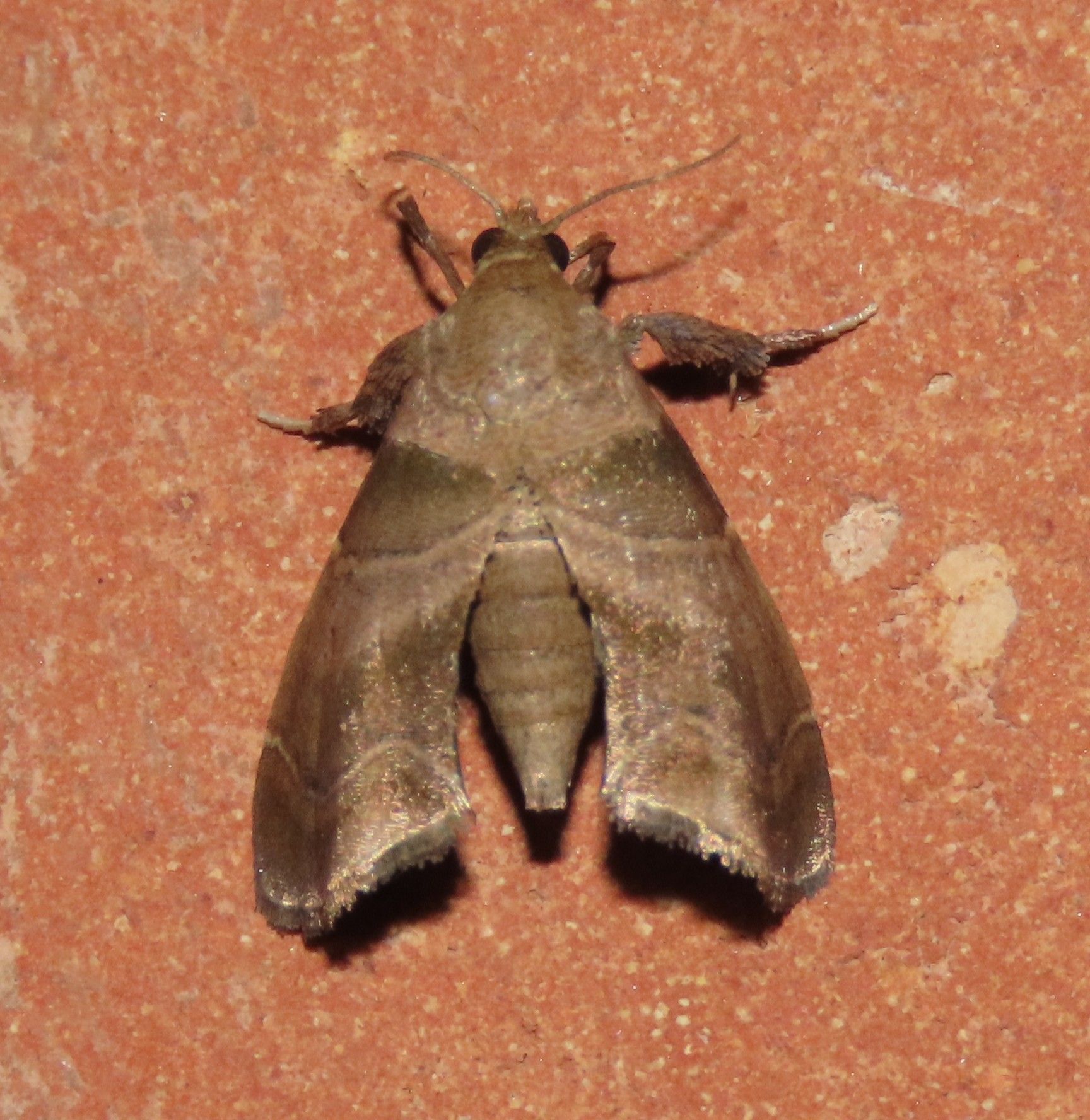 A close up of a moth on a brick surface