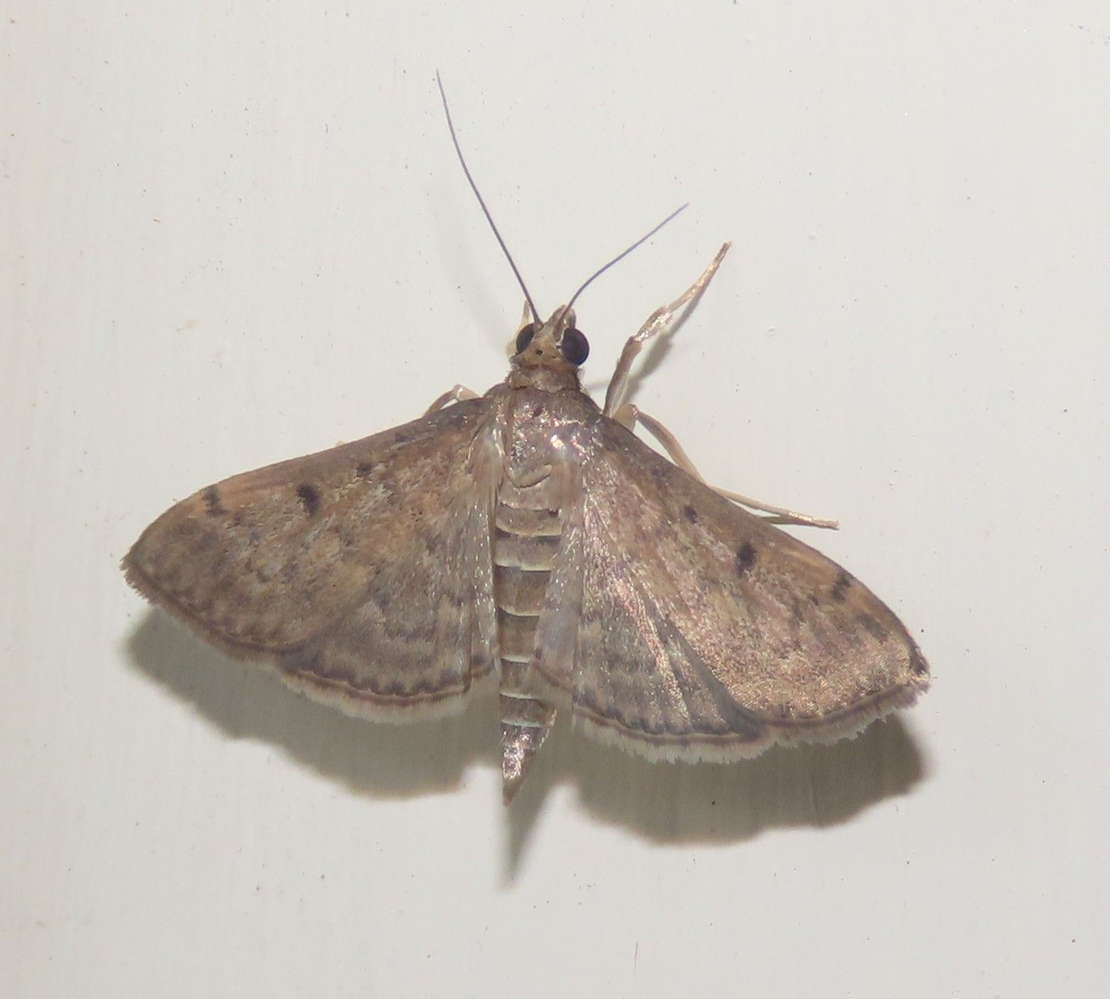 A brown moth is sitting on a white surface