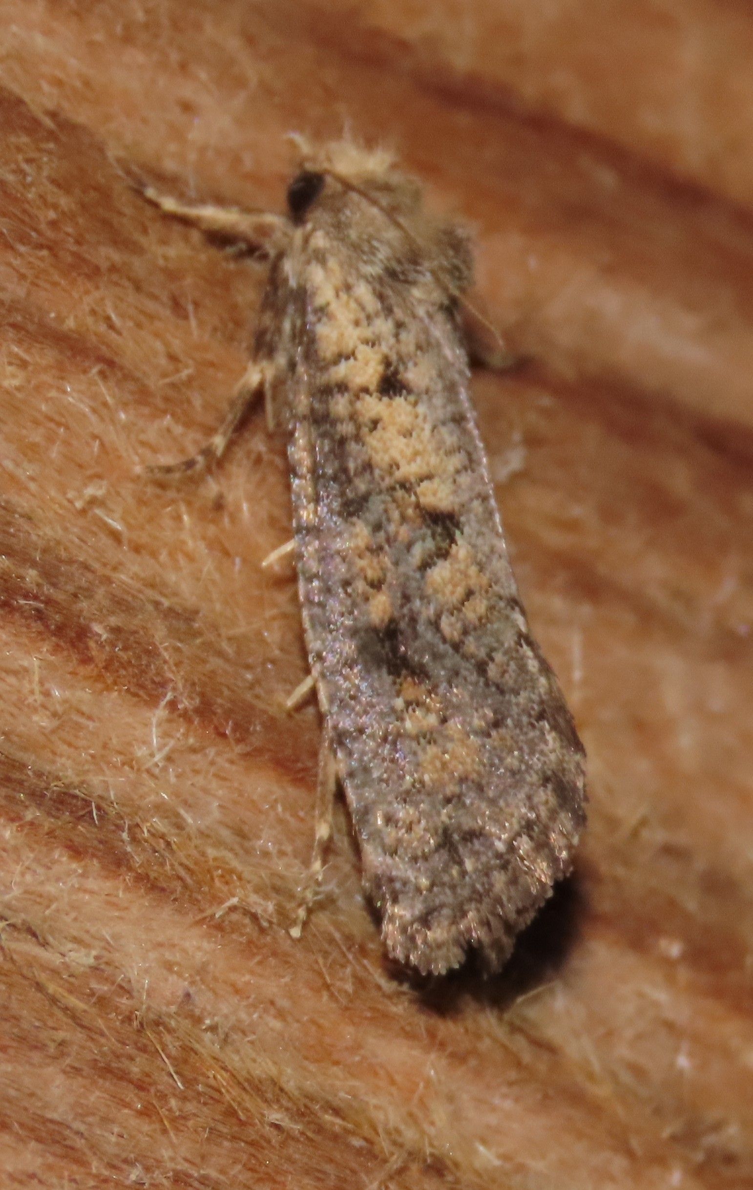 A moth is sitting on a piece of wood.