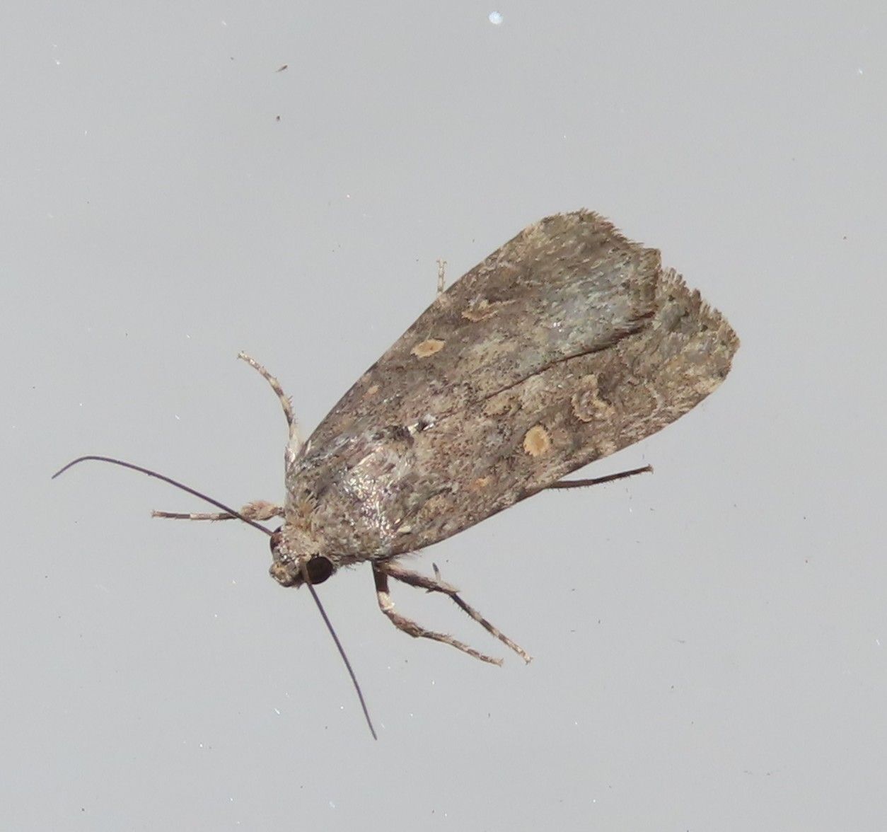 A small moth is sitting on a white surface