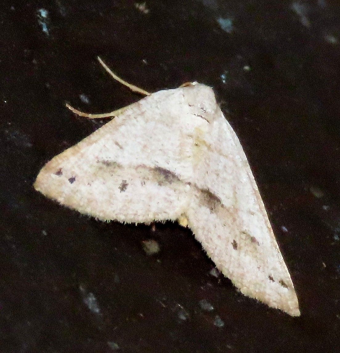 A white moth is sitting on a black surface