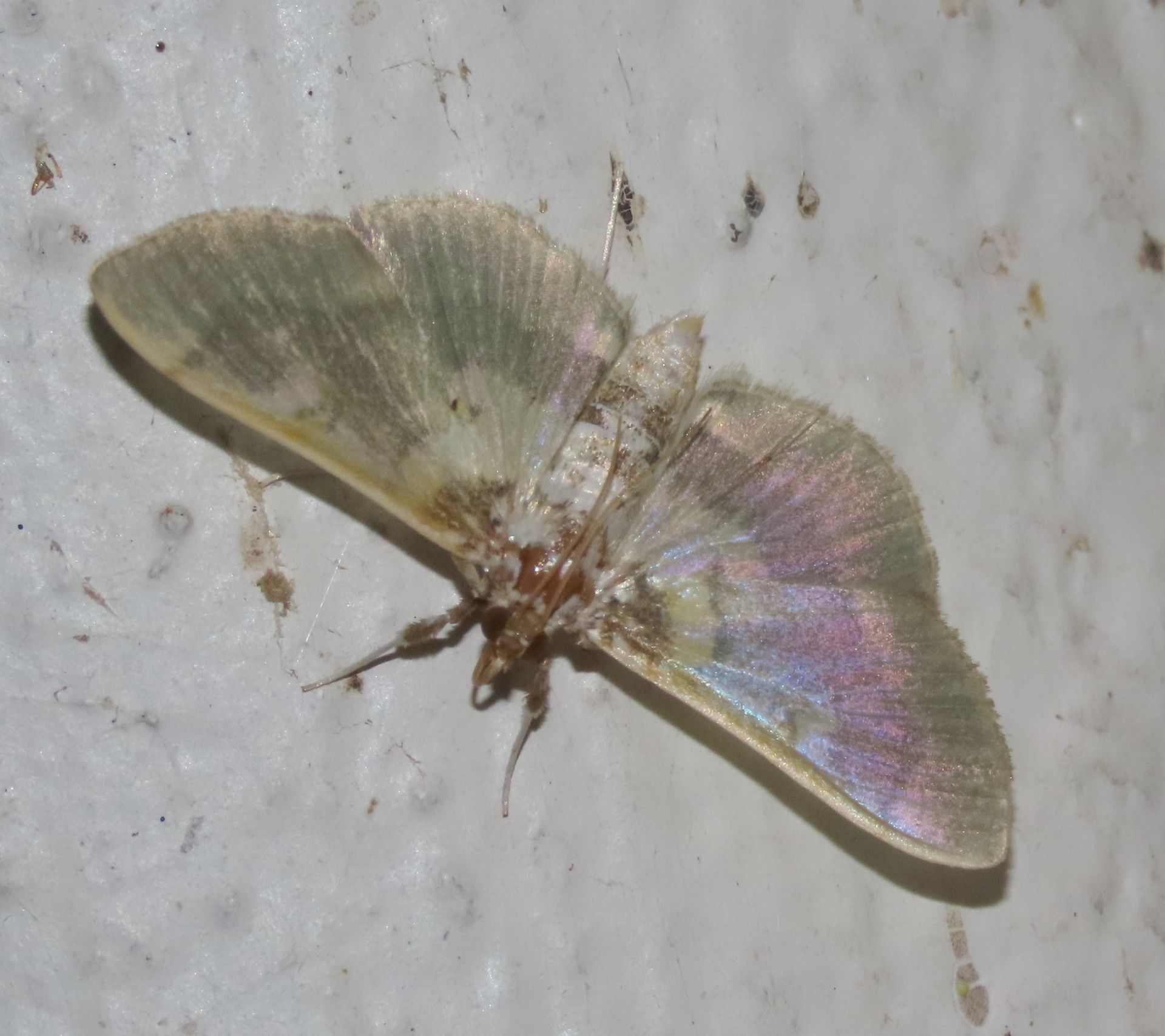 A close up of a moth on a white surface