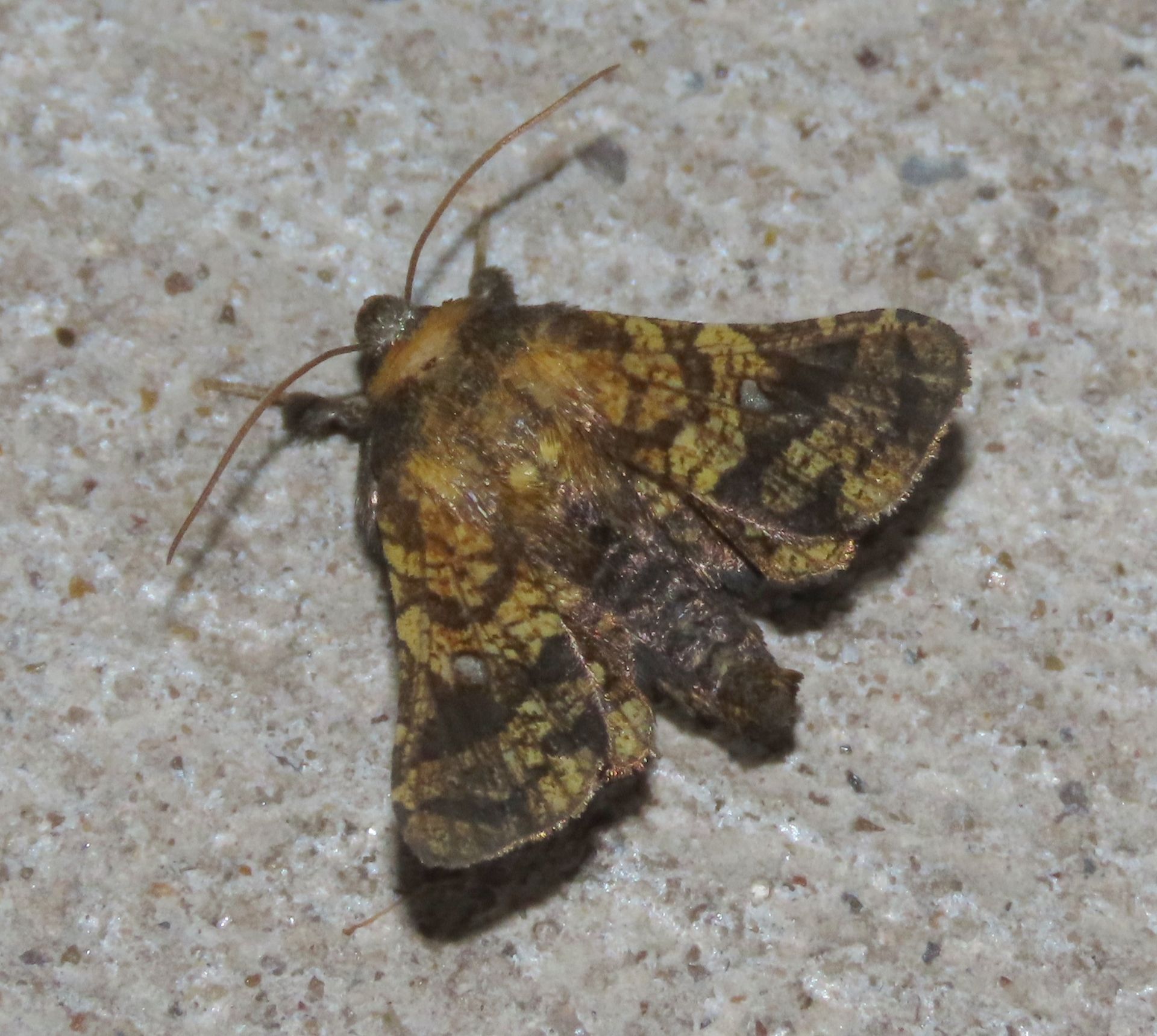 A close up of a moth on a concrete surface