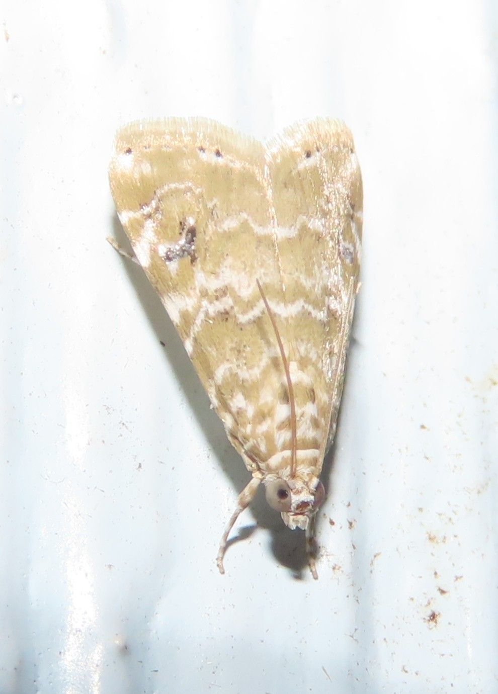 A close up of a moth on a white surface