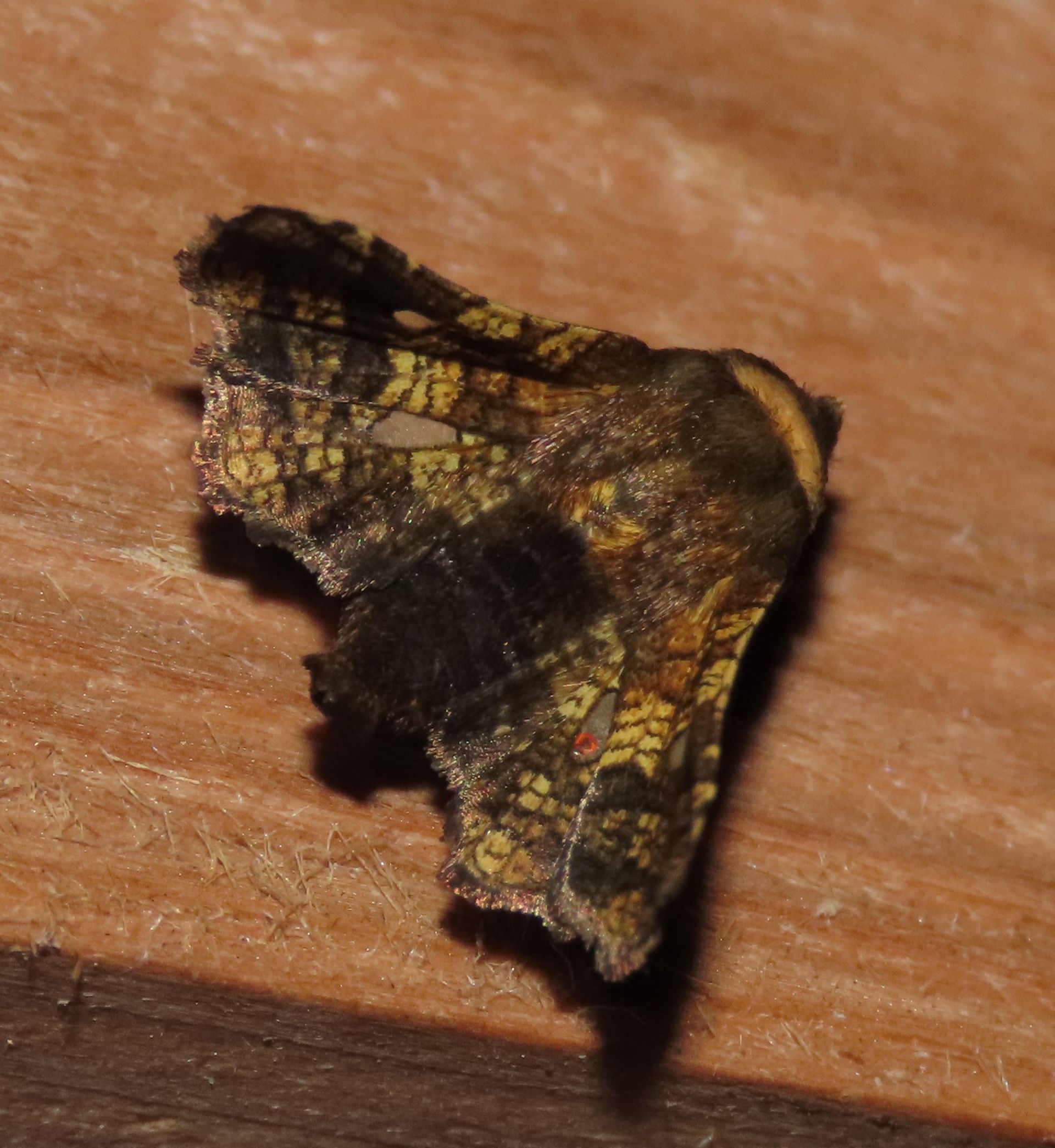 A moth is sitting on a piece of wood.