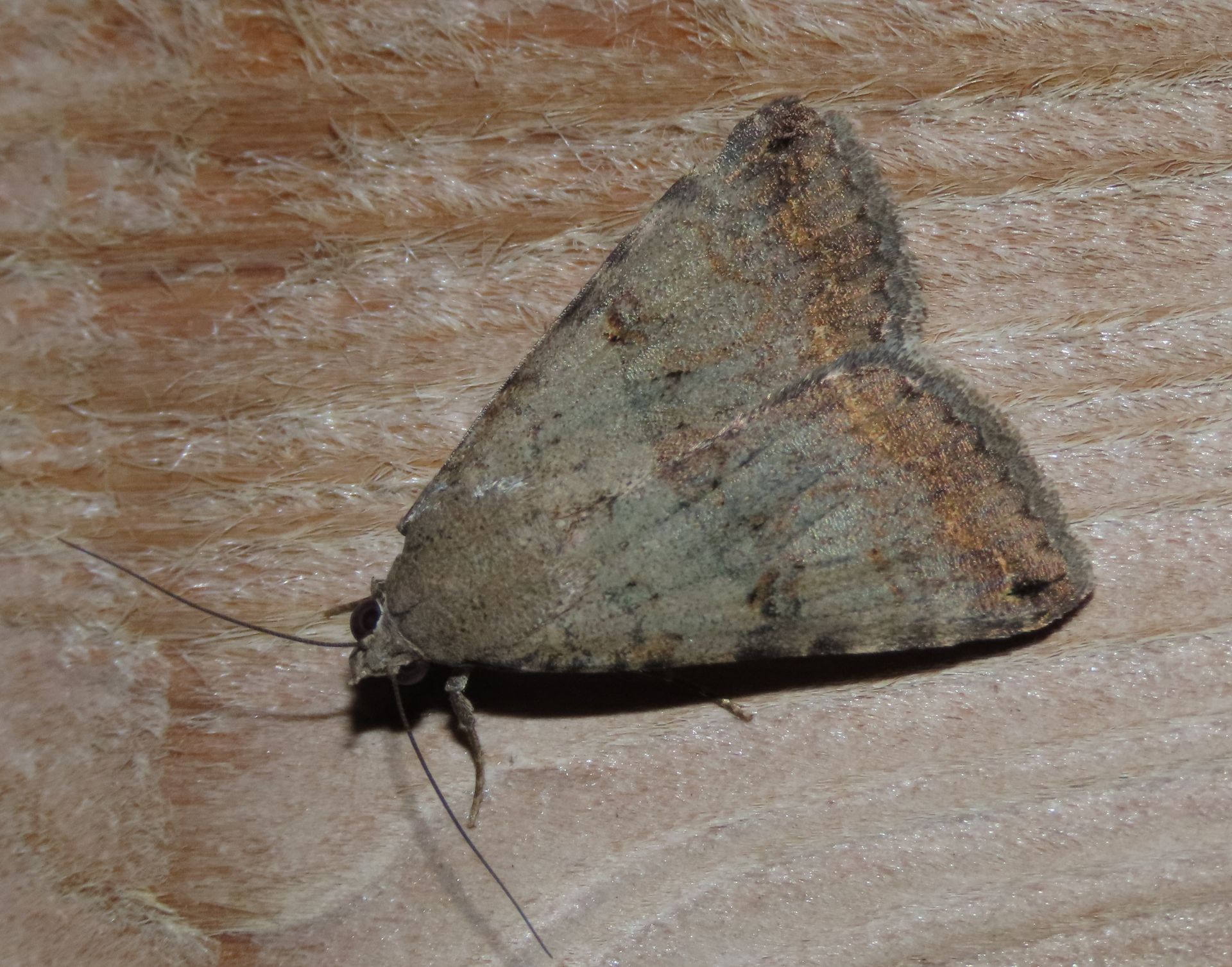 A small moth is sitting on a wooden surface