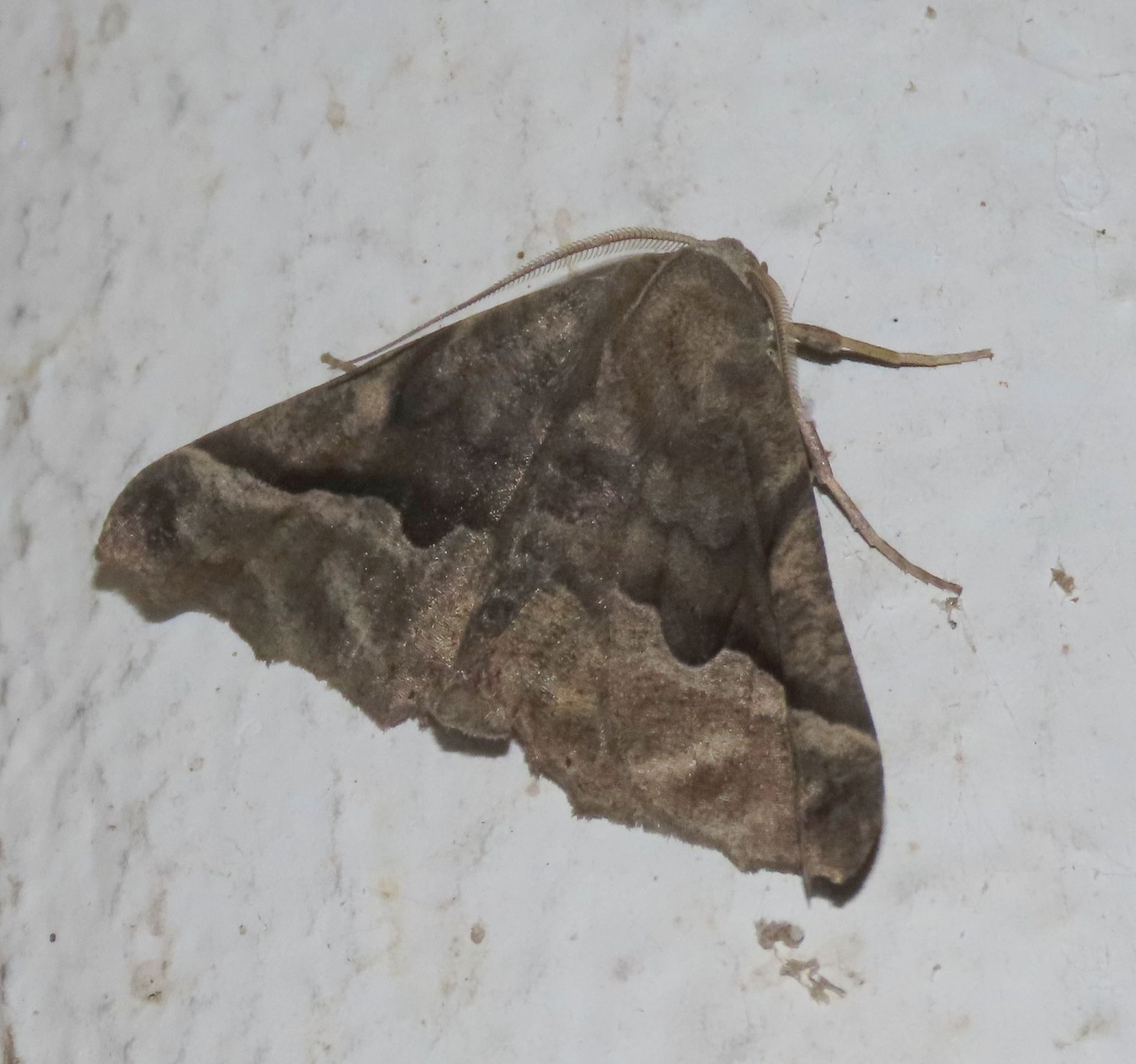 A brown moth is sitting on a white surface