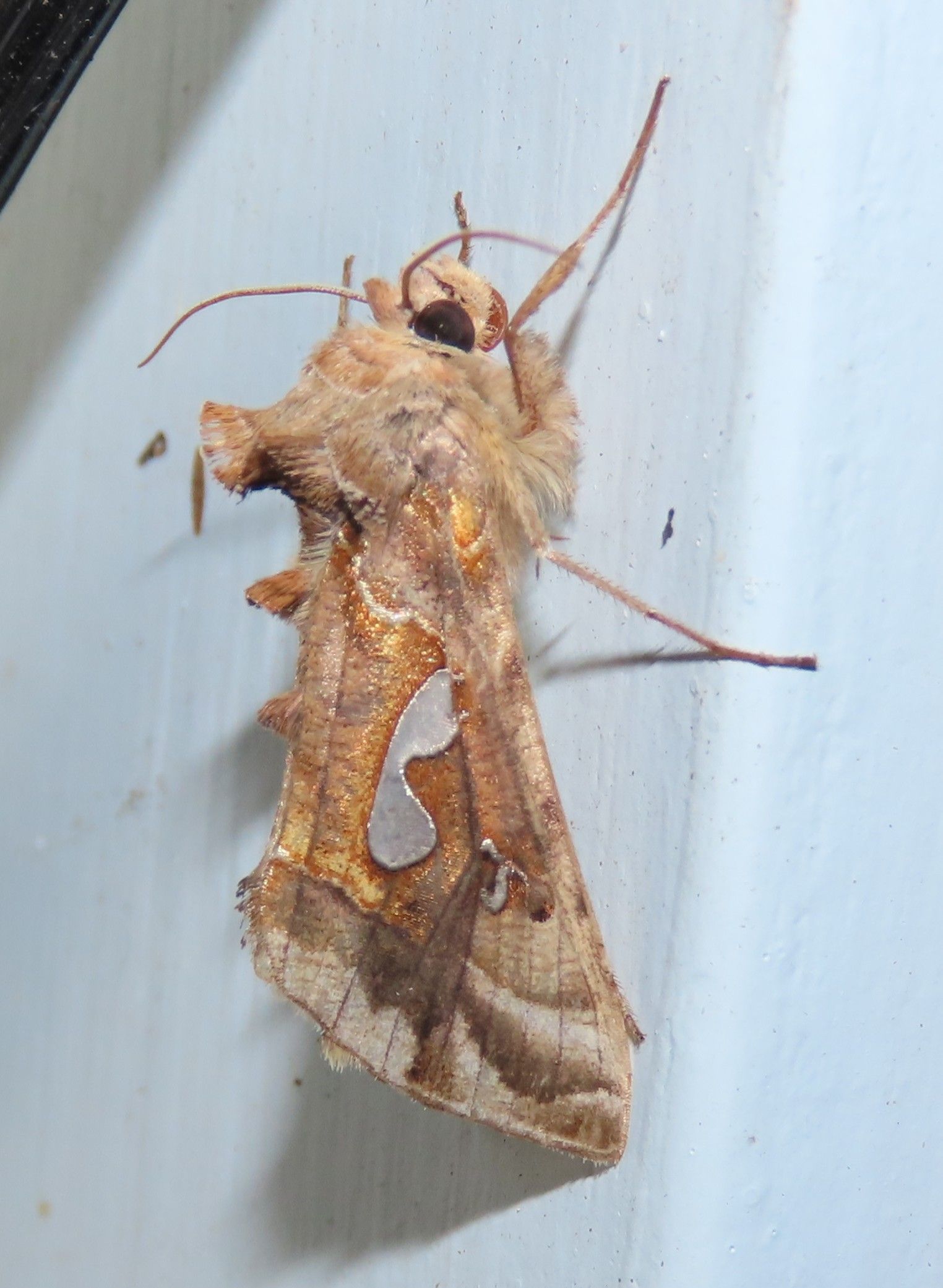  Noctuids