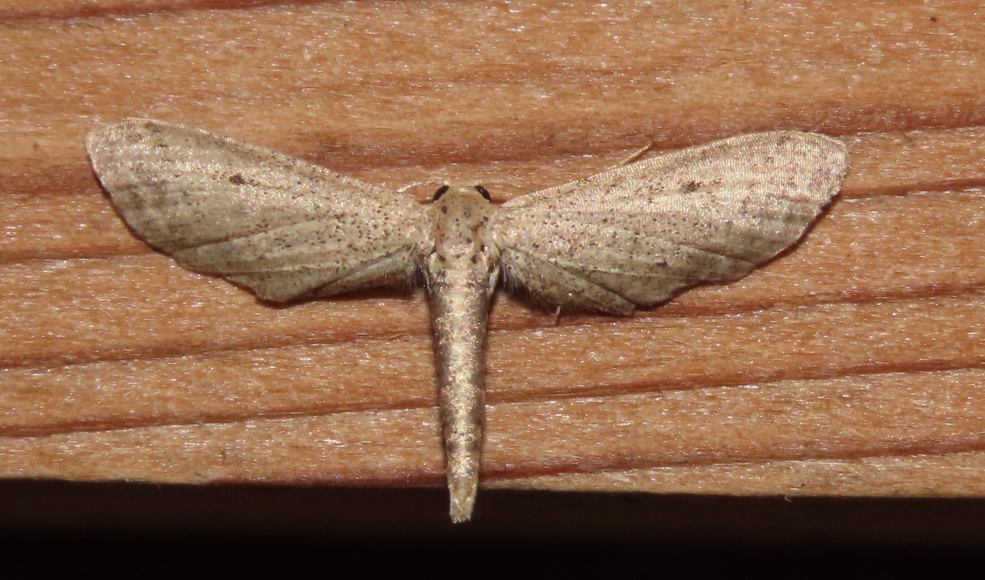 A small moth is sitting on a piece of wood.