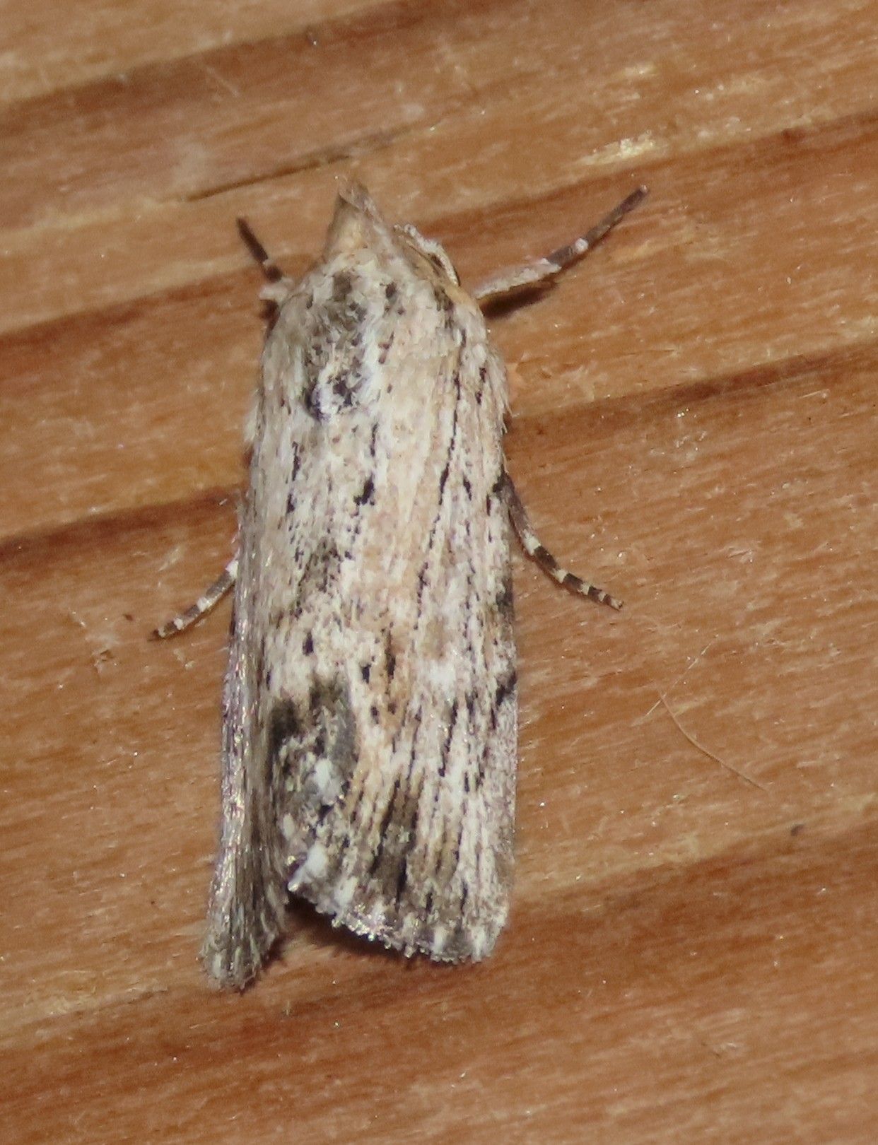 A close up of a moth on a wooden surface