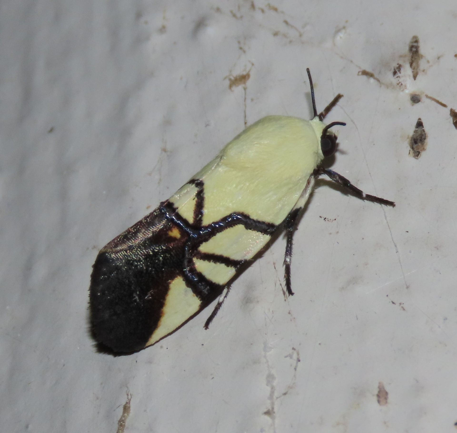 A black and white moth is sitting on a white surface