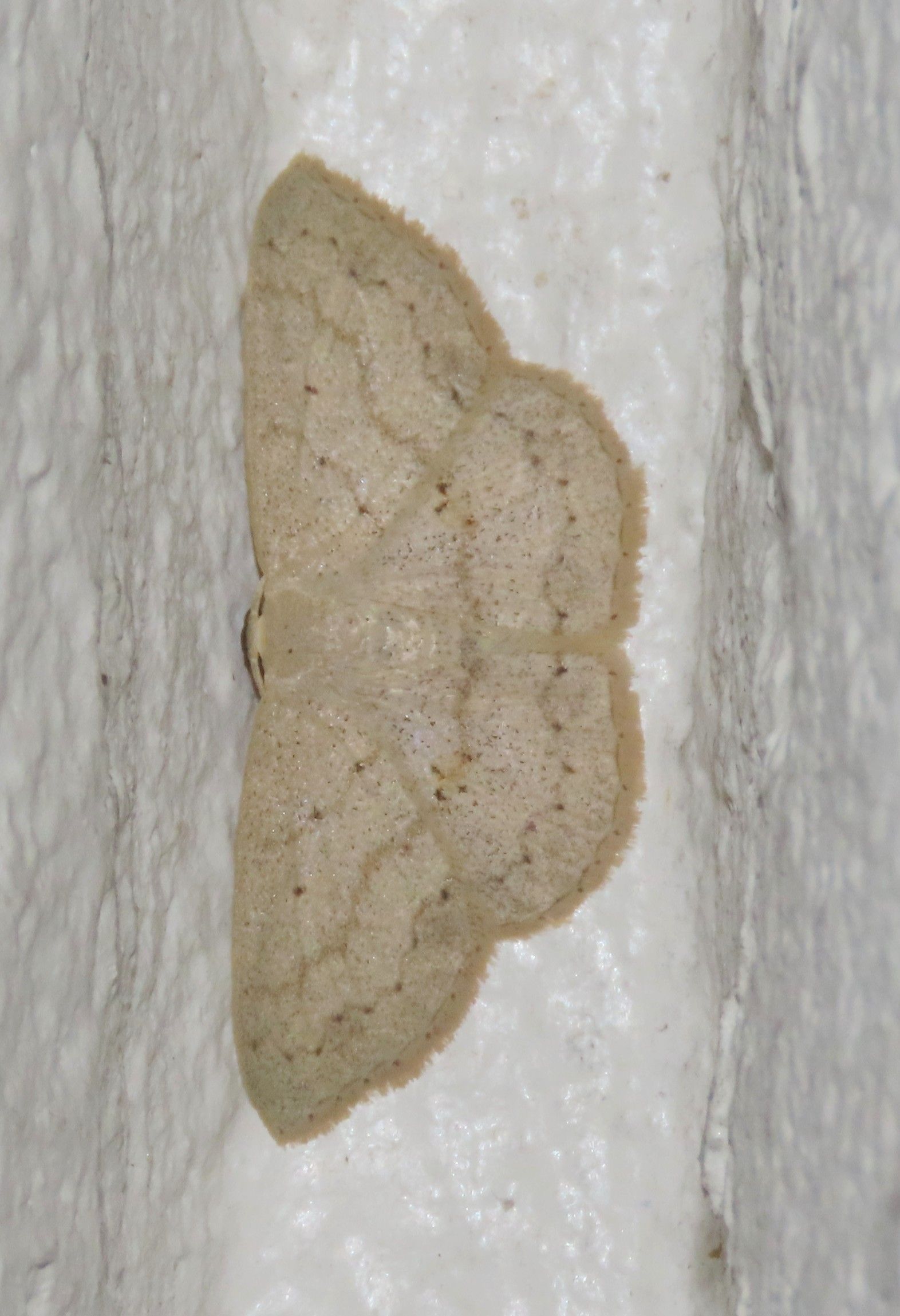 A moth is sitting on a white wall.