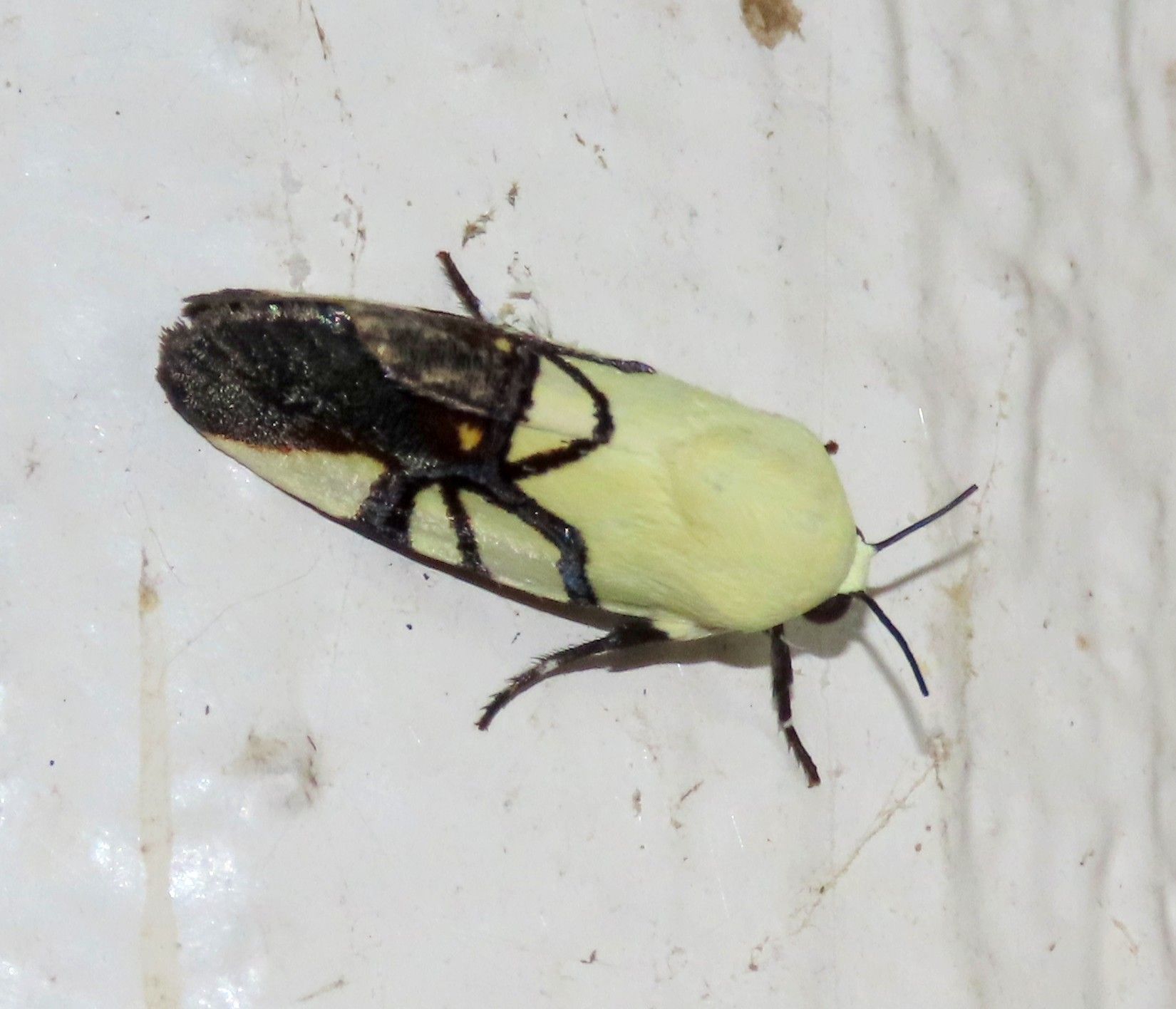 A black and yellow bug is sitting on a white surface