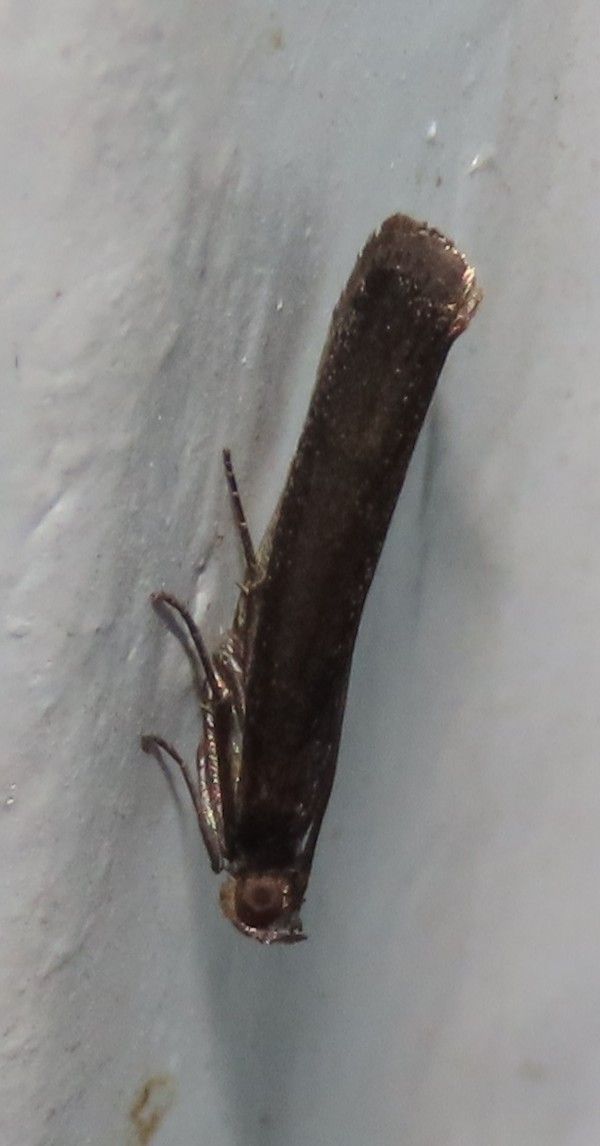 A small brown bug is sitting on a white surface.