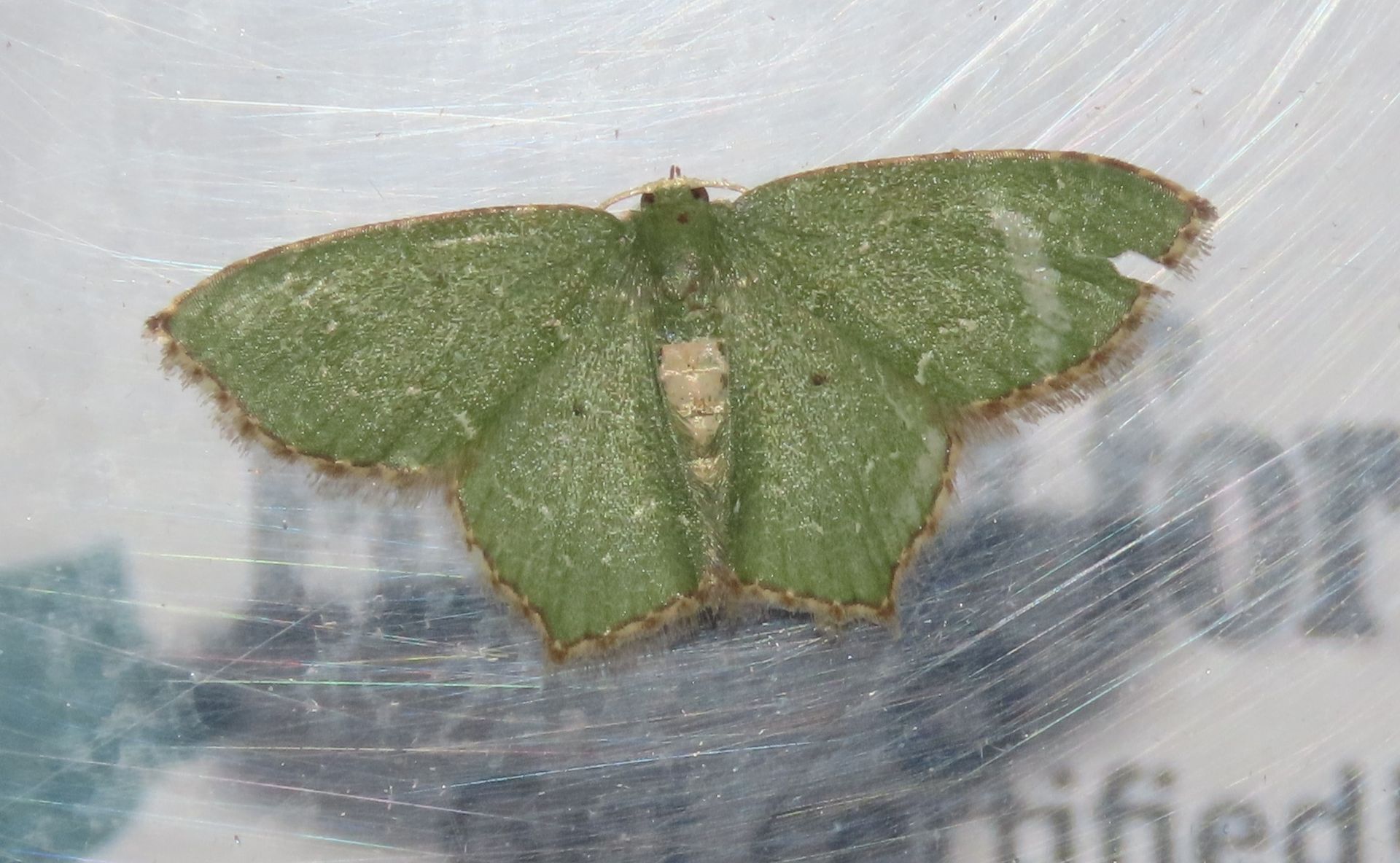 A green moth is sitting on a white surface.