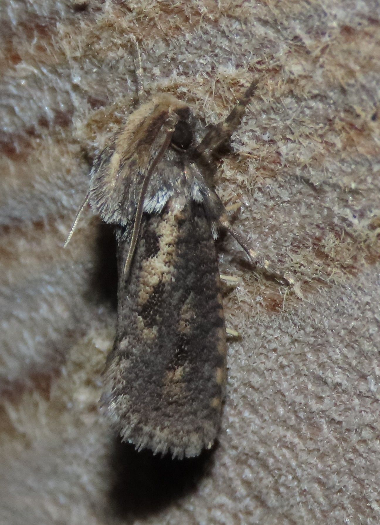 A moth is sitting on a piece of wood.
