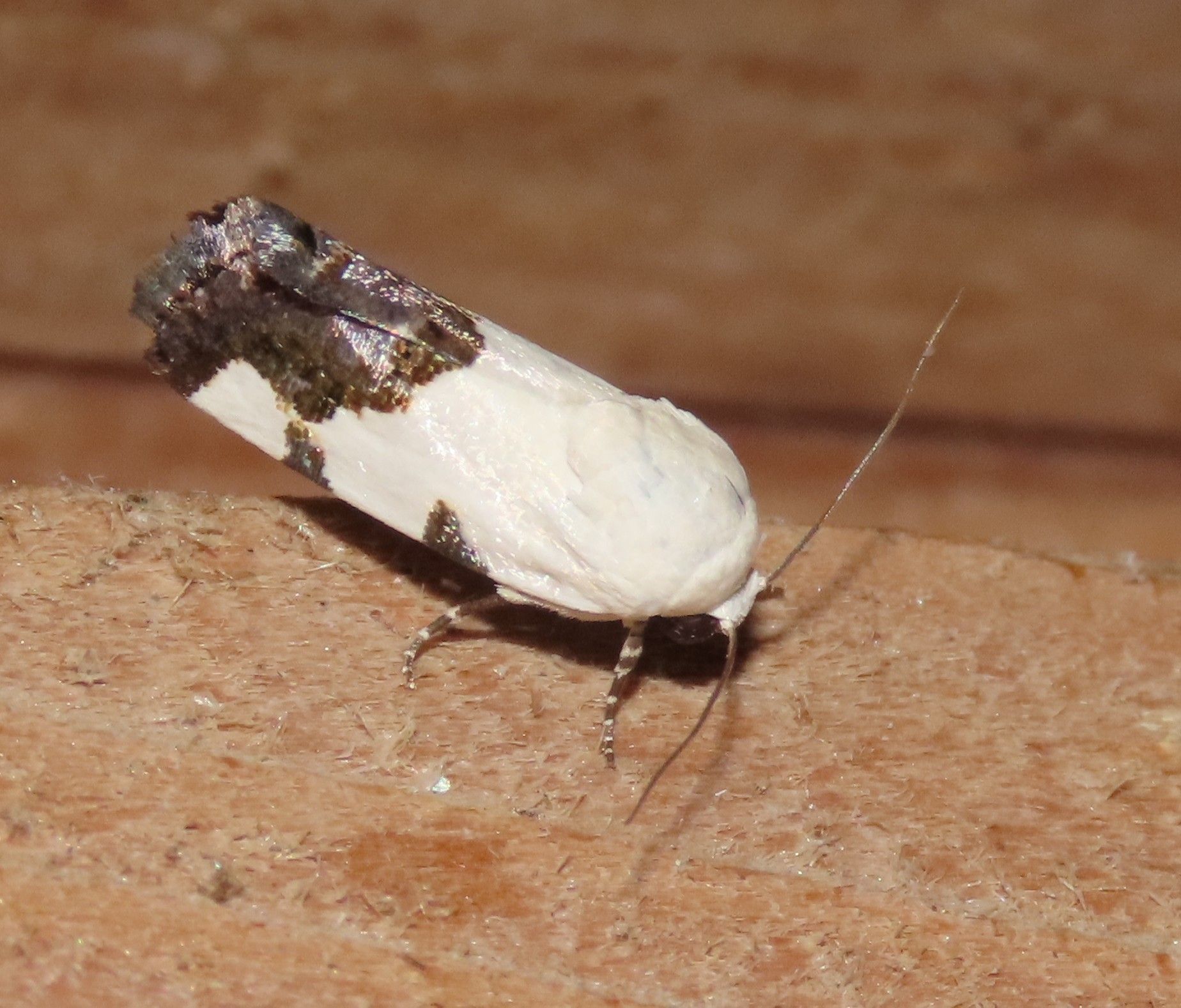 A small white moth is sitting on a piece of cardboard