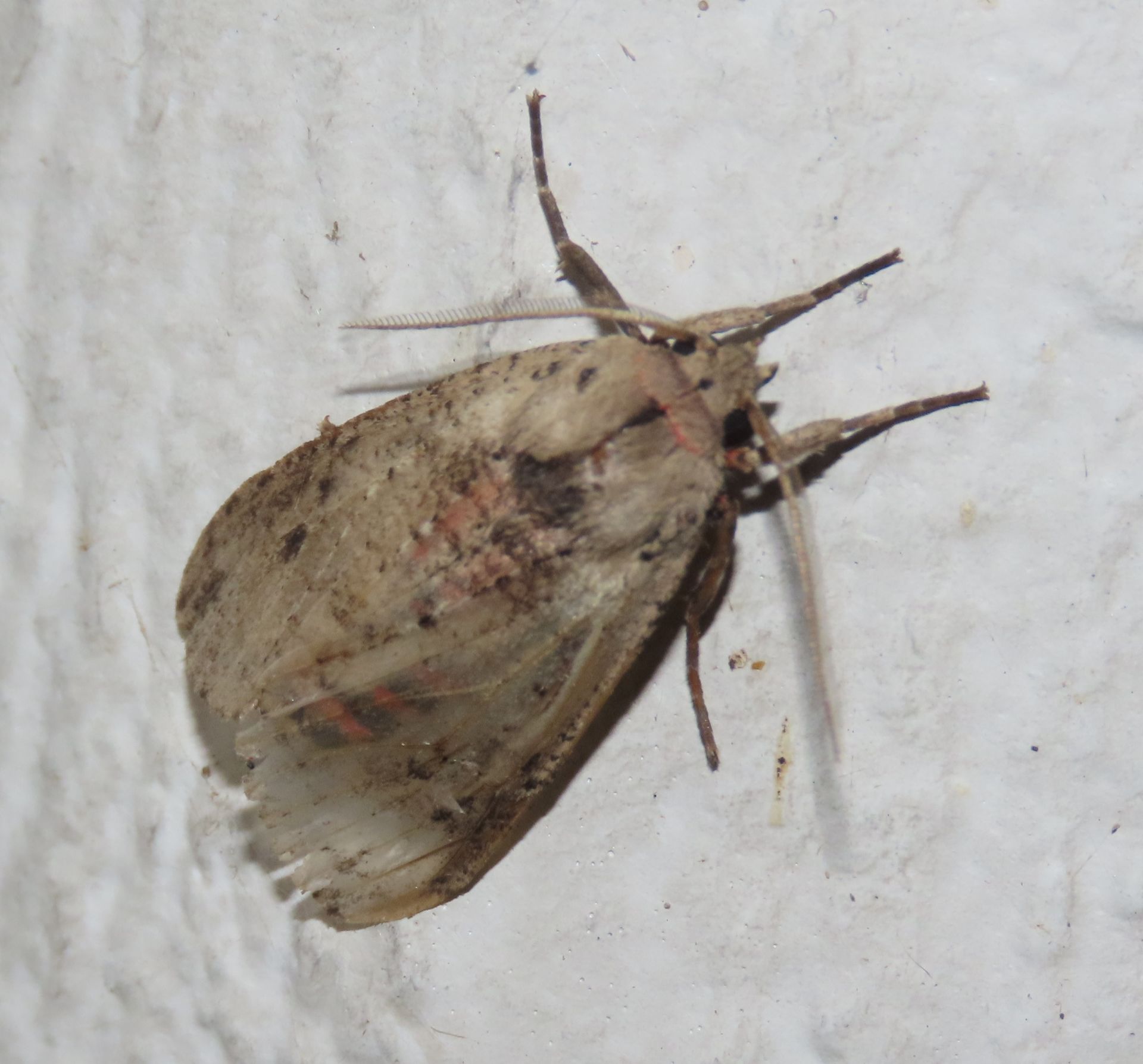 A close up of a moth on a white surface