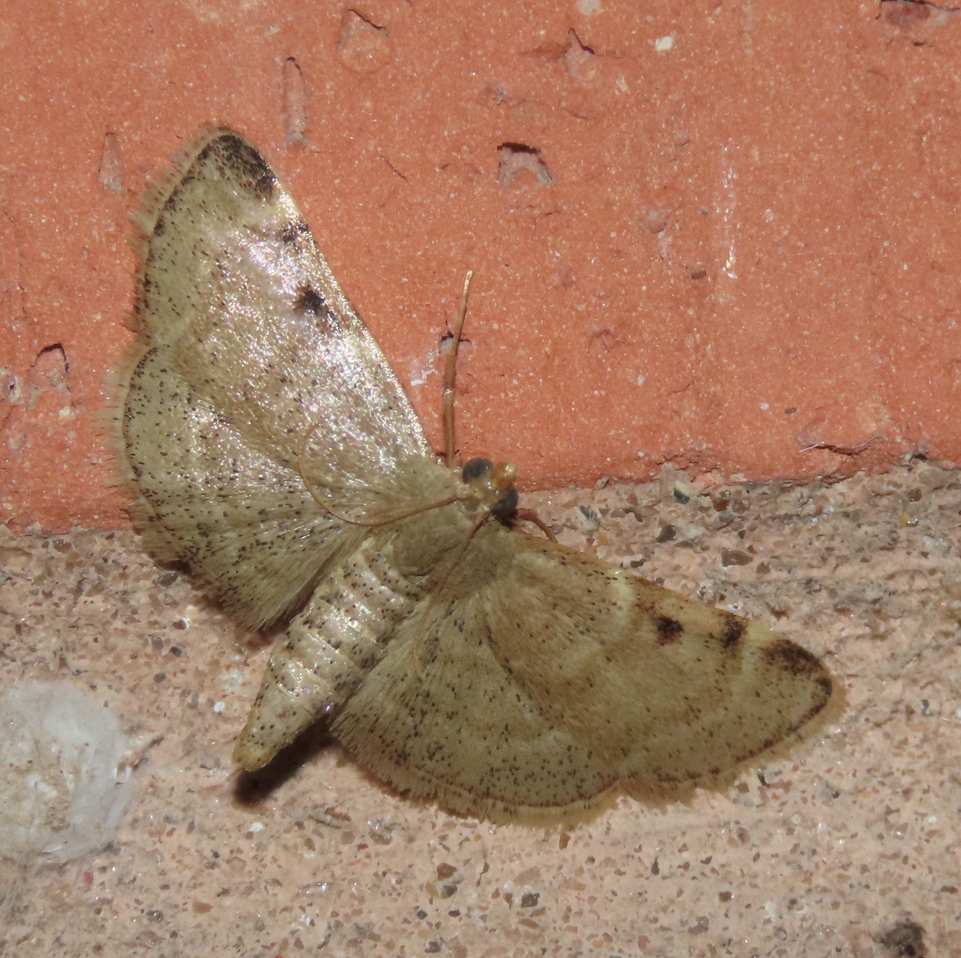 A close up of a moth on a brick wall