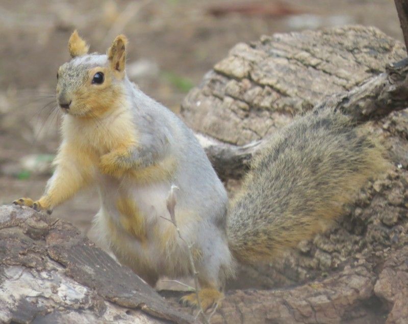 A gray and yellow squirrel is standing on a log.